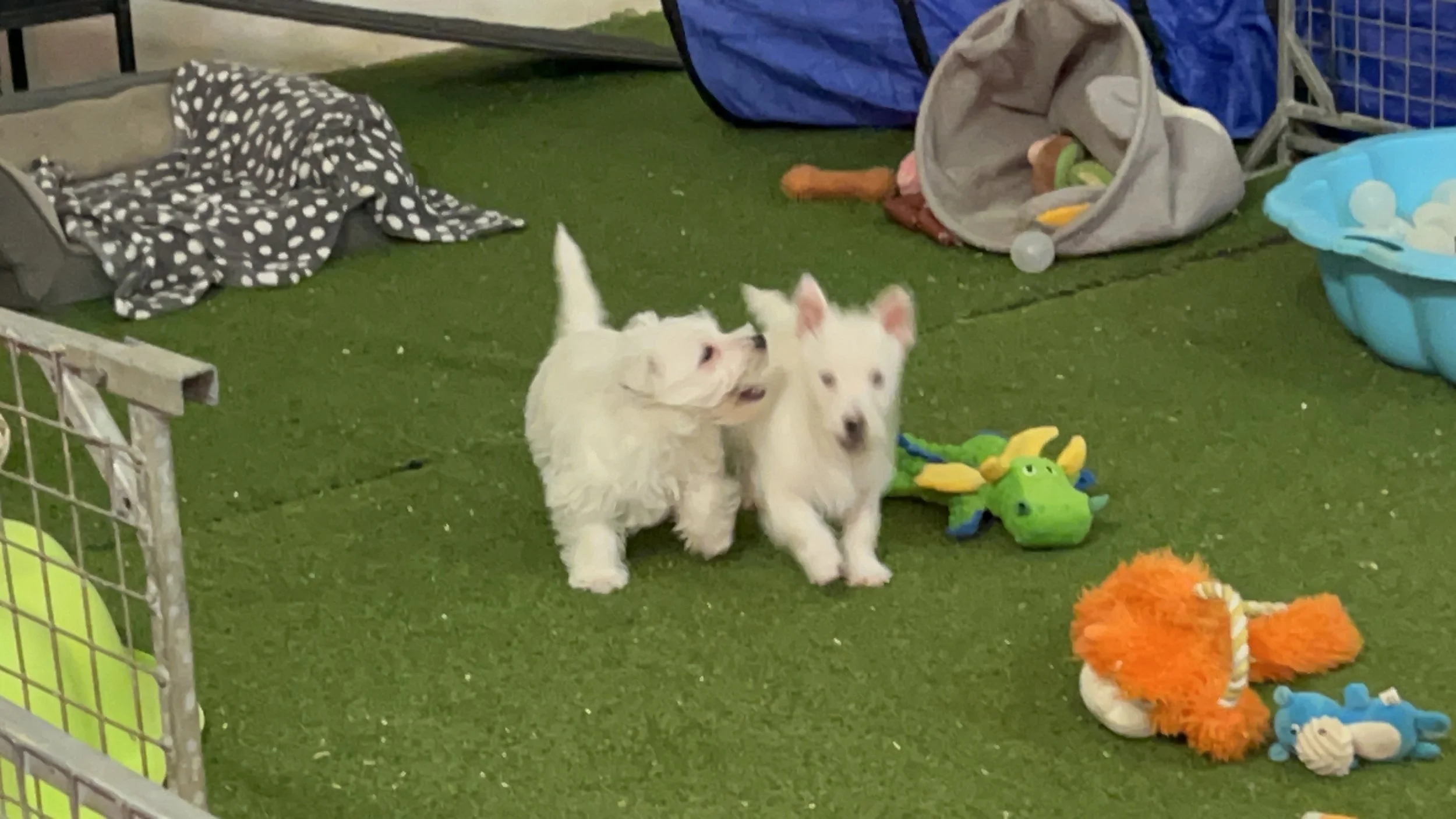 West Highland Terriers