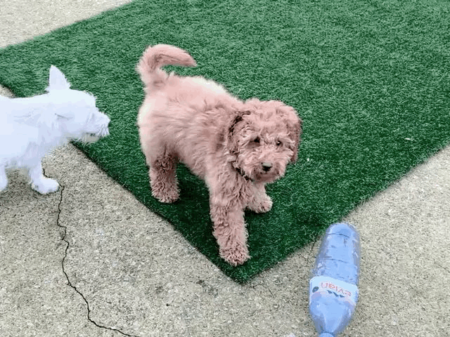Cavapoo