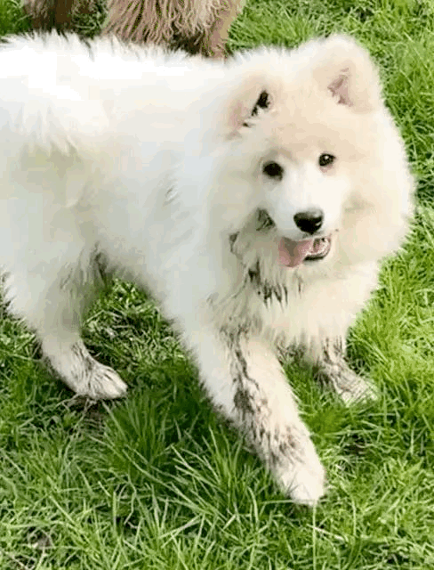 Samoyed