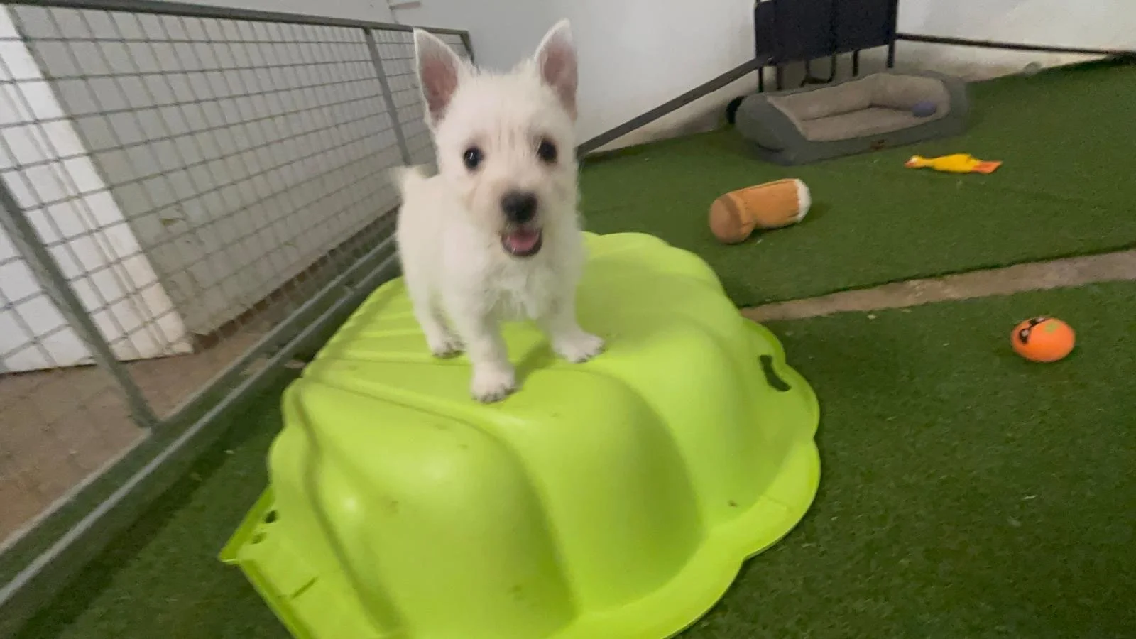 West Highland Terriers