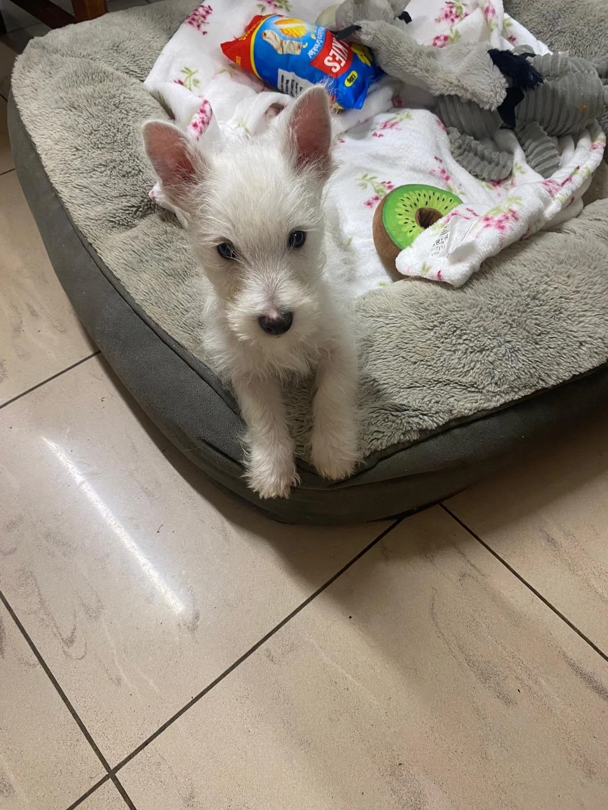 West Highland Terriers