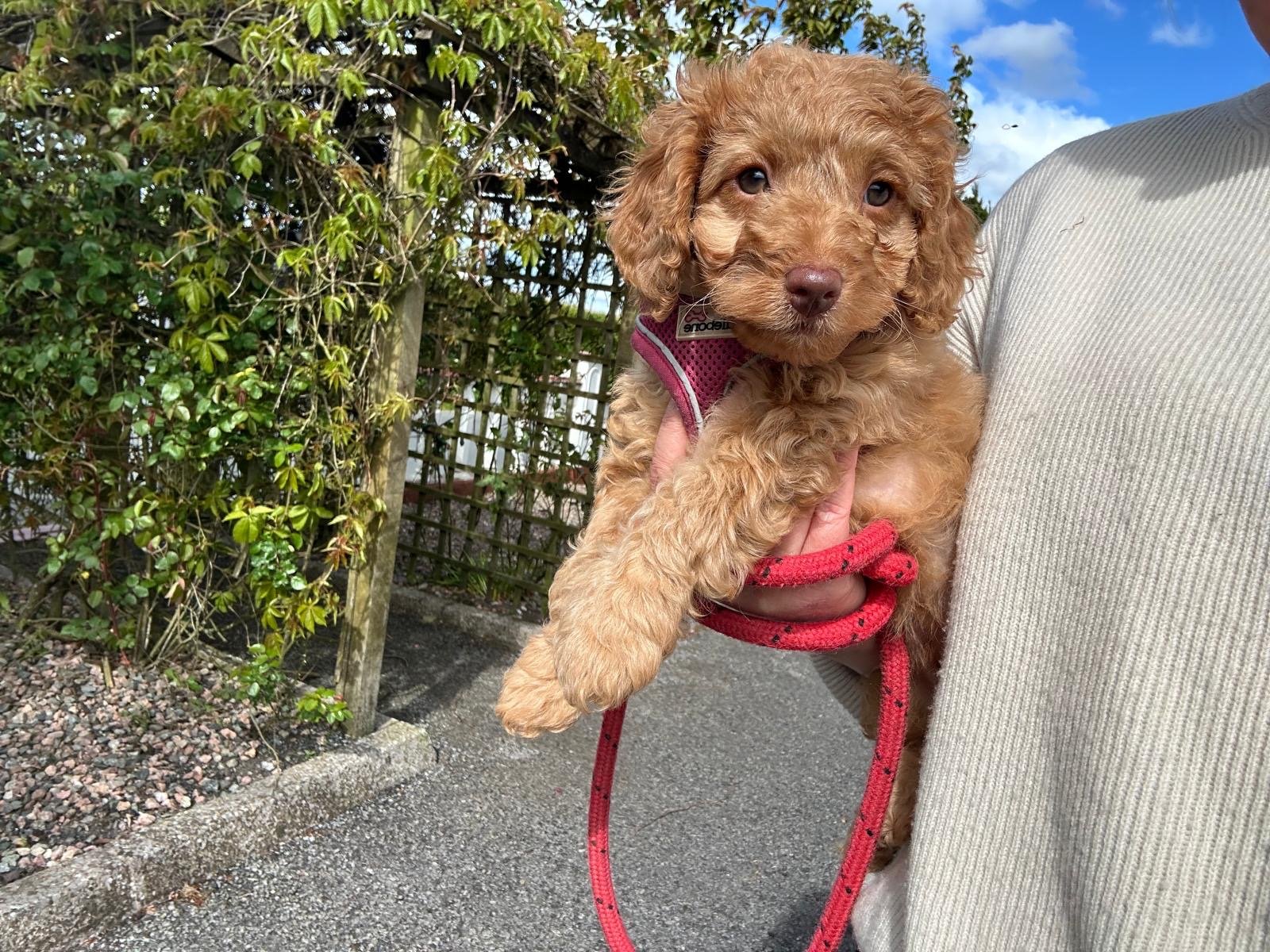 Cavapoo