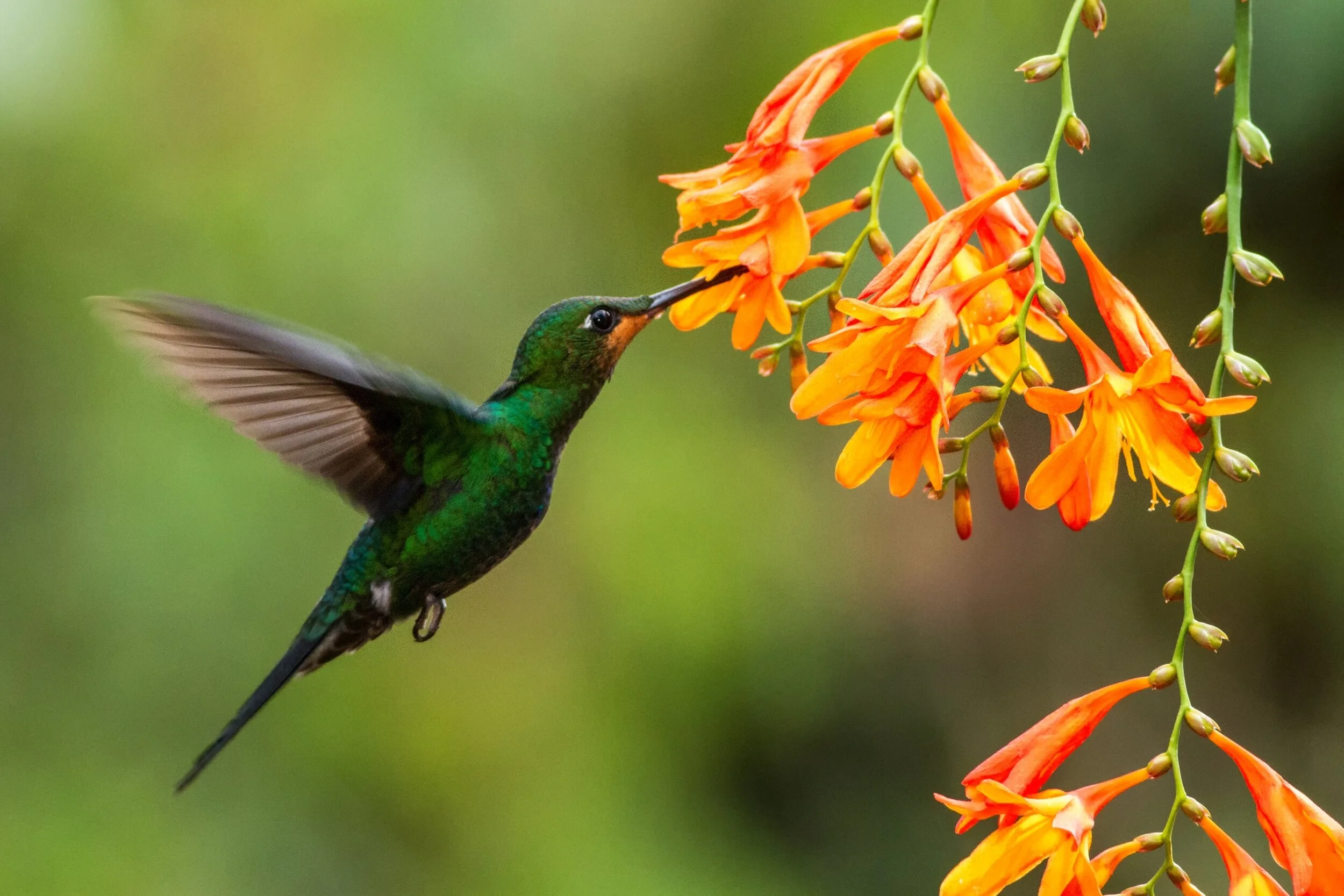 Trees that Attract Hummingbirds.jpeg