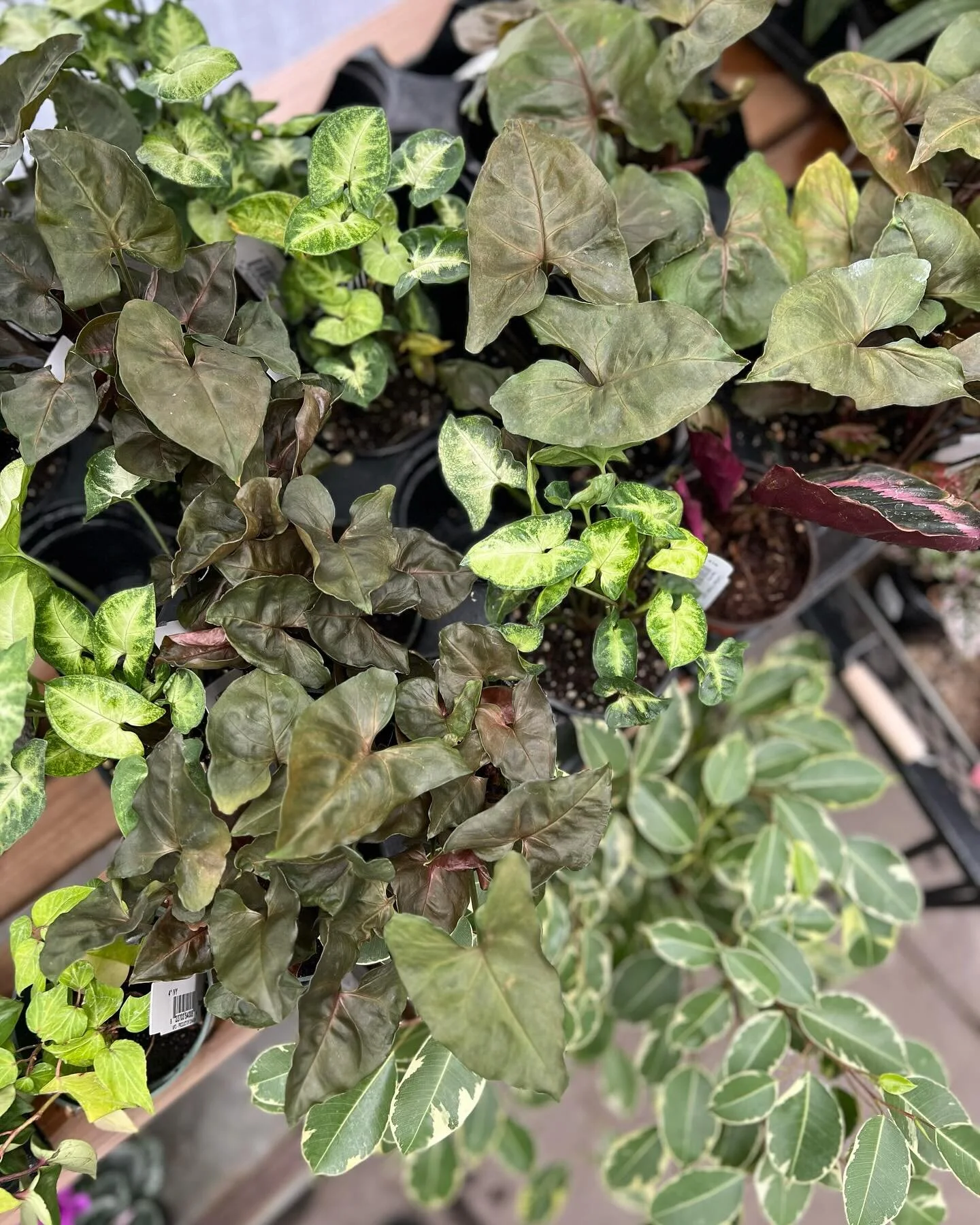 Heads up! Our indoor plant sale ends this Sunday, January 21st 🪴 Stop by our shop in town this weekend for $5 off any houseplant purchase of $20 or more. Chase away the winter blues with a new houseplant friend 😊

#local #pnw #flowers #flowershop #