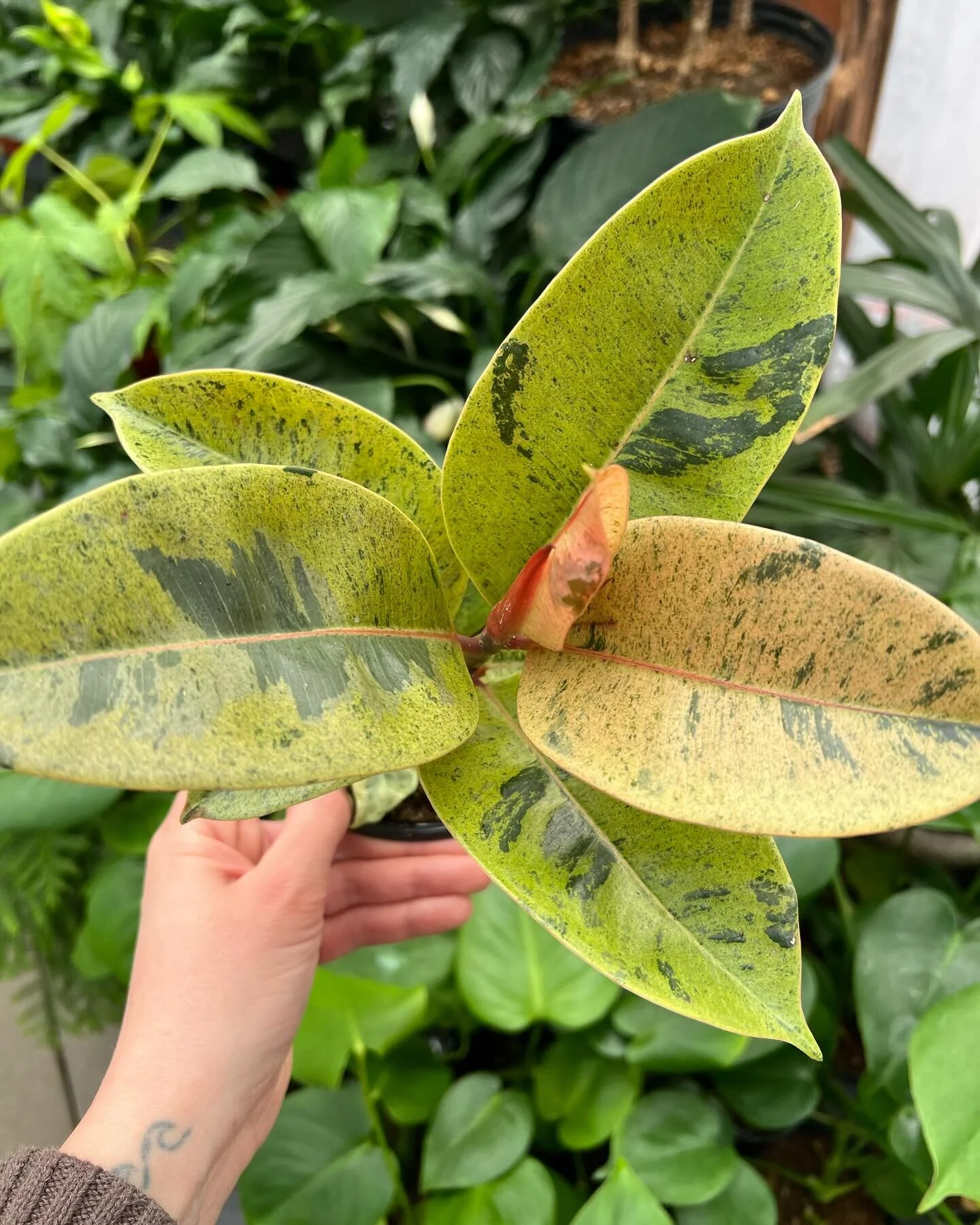 Scenes from our lil indoor plant greenhouse 🪴 Too many cuties! Stop on by 👋 our shop in town is open daily 9-5.

#local #pnw #flowers #flowershop #gardenlove #plants #plantsmakepeoplehappy #love #horticulture #beautiful #instagood #windmillgardens 