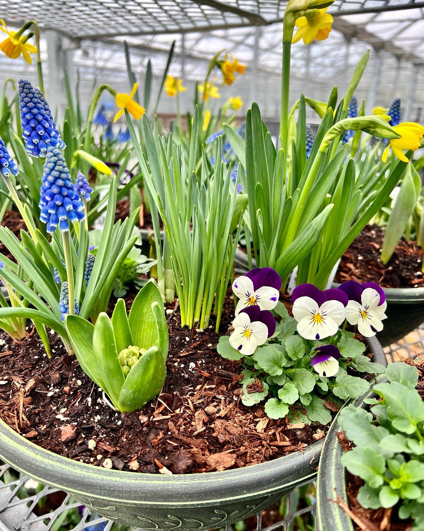 Pick up an early spring color bowl to pretty up your front porch ☀️ Now available at our shop in town!

#local #pnw #flowers #flowershop #gardenlove #plants #plantsmakepeoplehappy #love #horticulture #beautiful #instagood #windmillgardens #sumnerwa #