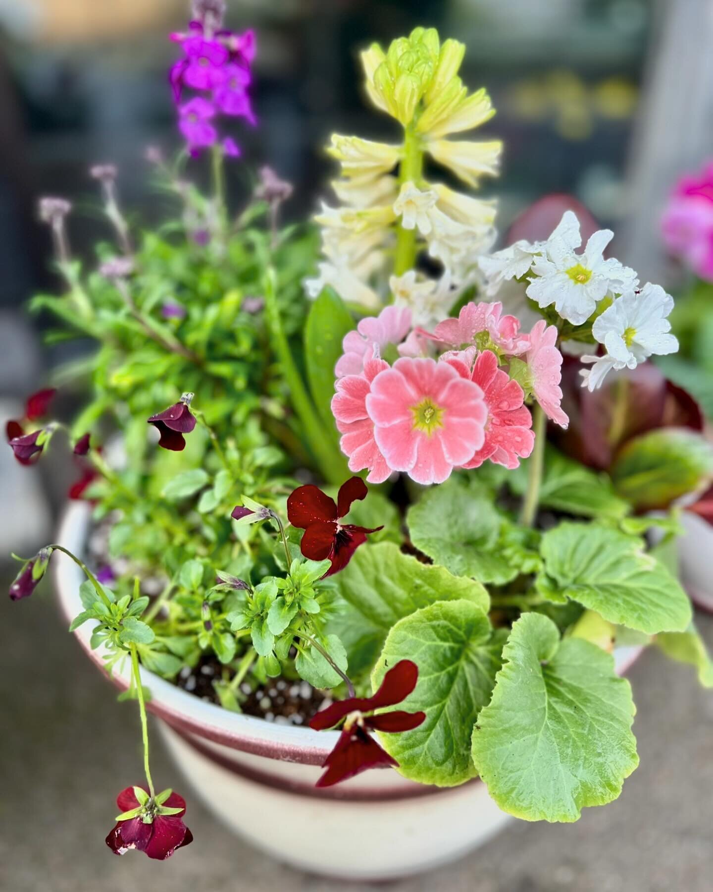 Early spring container inspo 🌷 Stop by our shop in town this weekend for some garden inspiration. Spring will be here before we know it!

#local #pnw #flowers #flowershop #gardenlove #plants #plantsmakepeoplehappy #love #horticulture #beautiful #ins