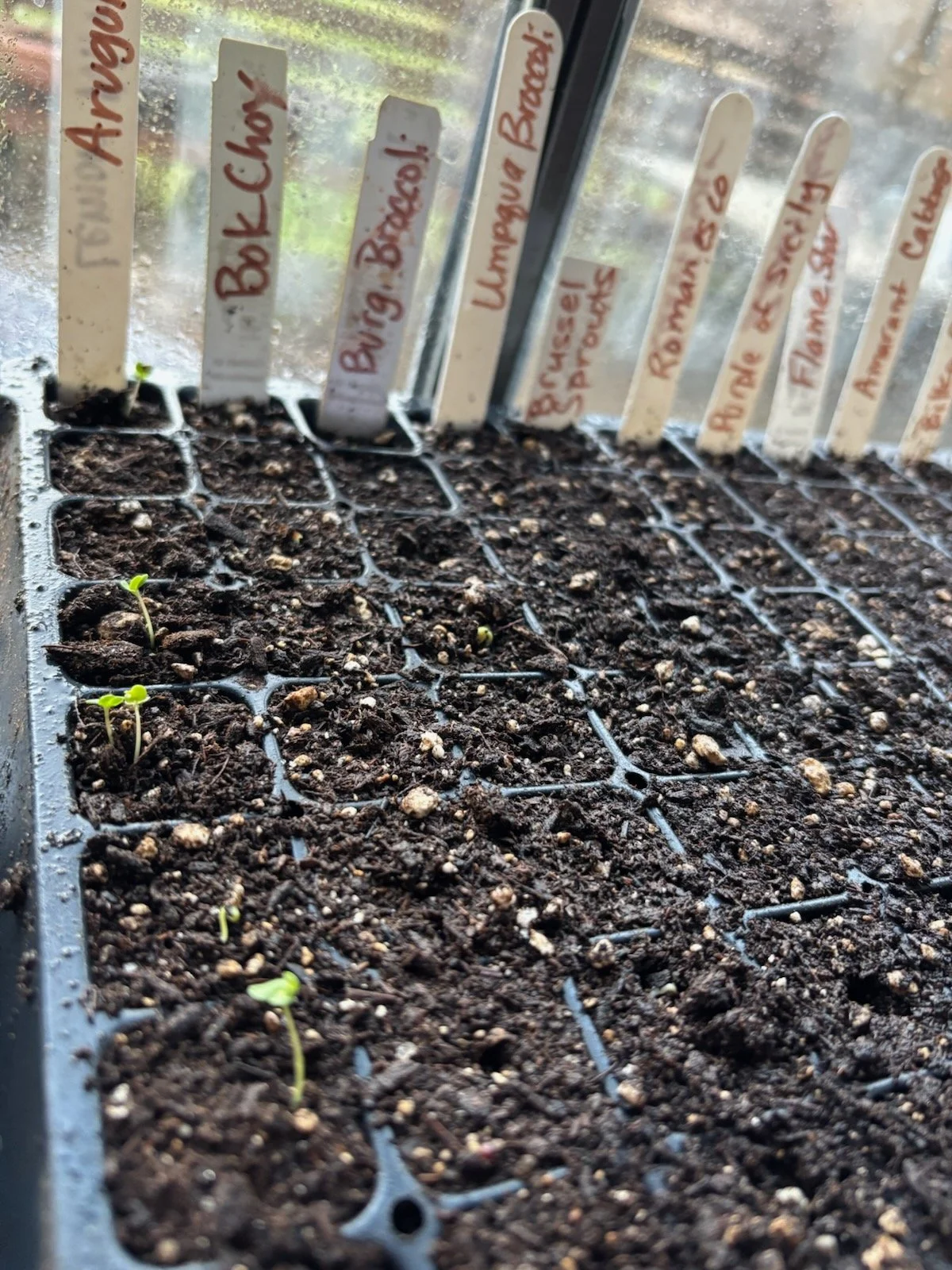 Plant Your Veggie Garden