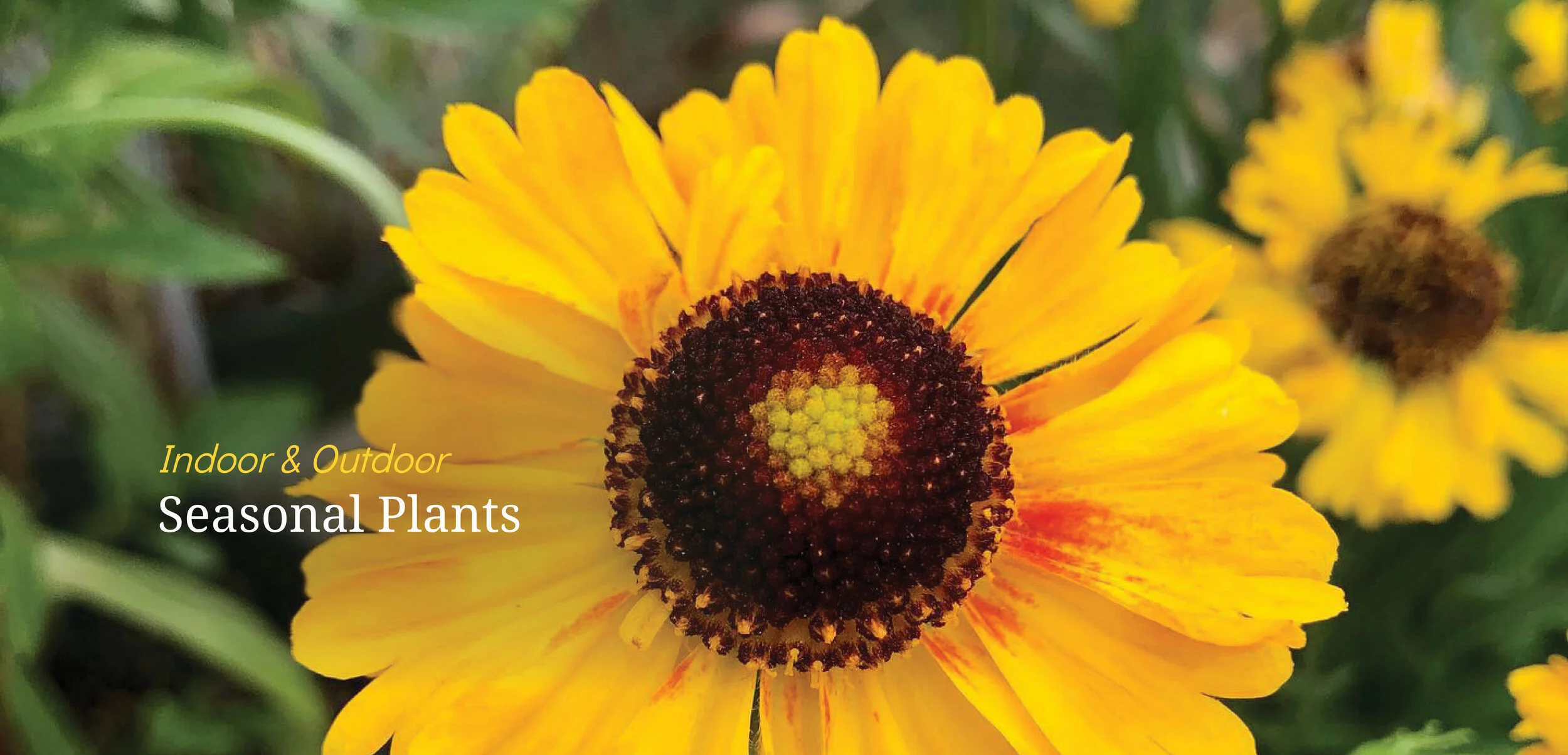 Annual Garden Flowers Sumner WA.jpg