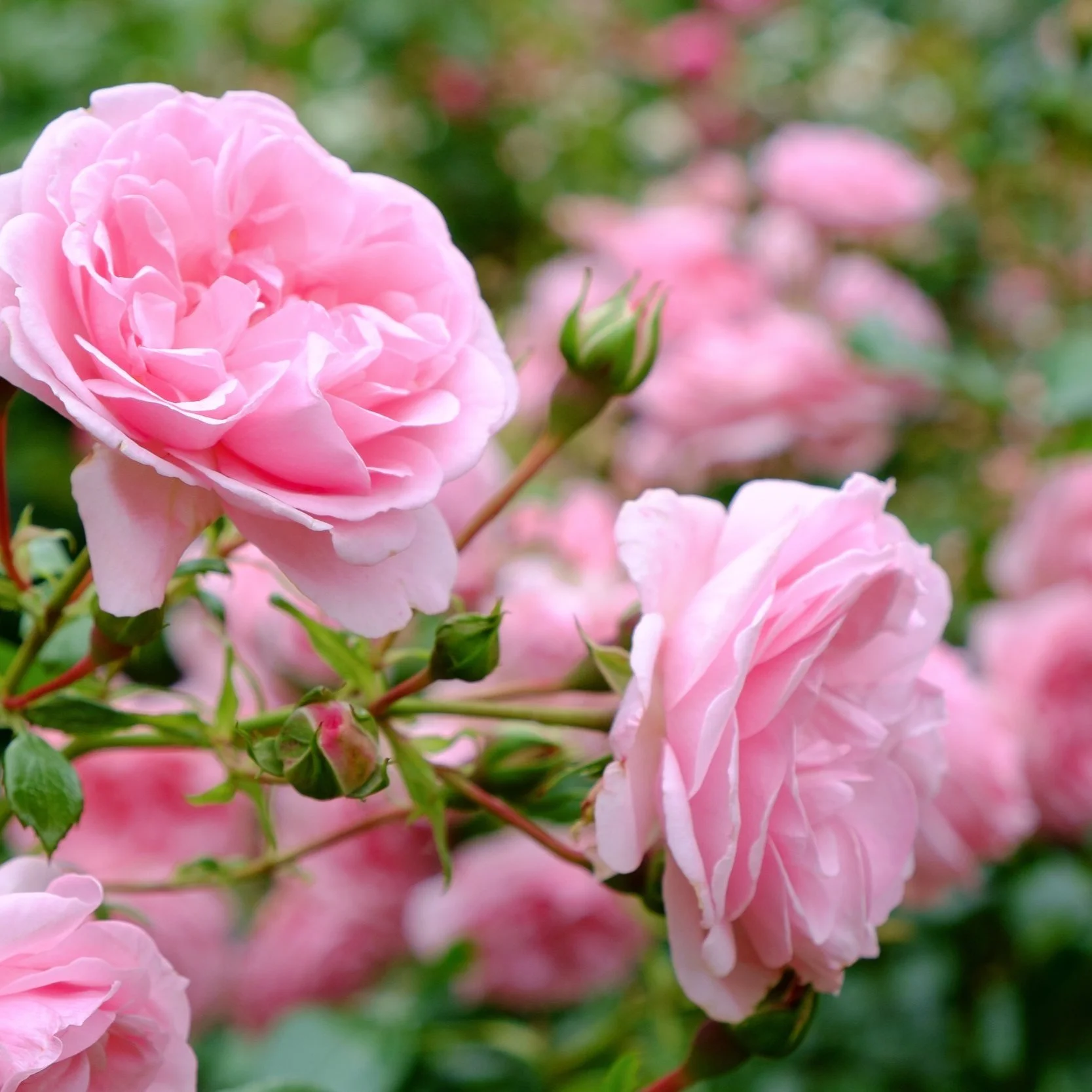 Rose Care Made Easy with Puyallup Rose Society