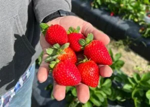 Eat your Yard- a Berry and Fruit Chat