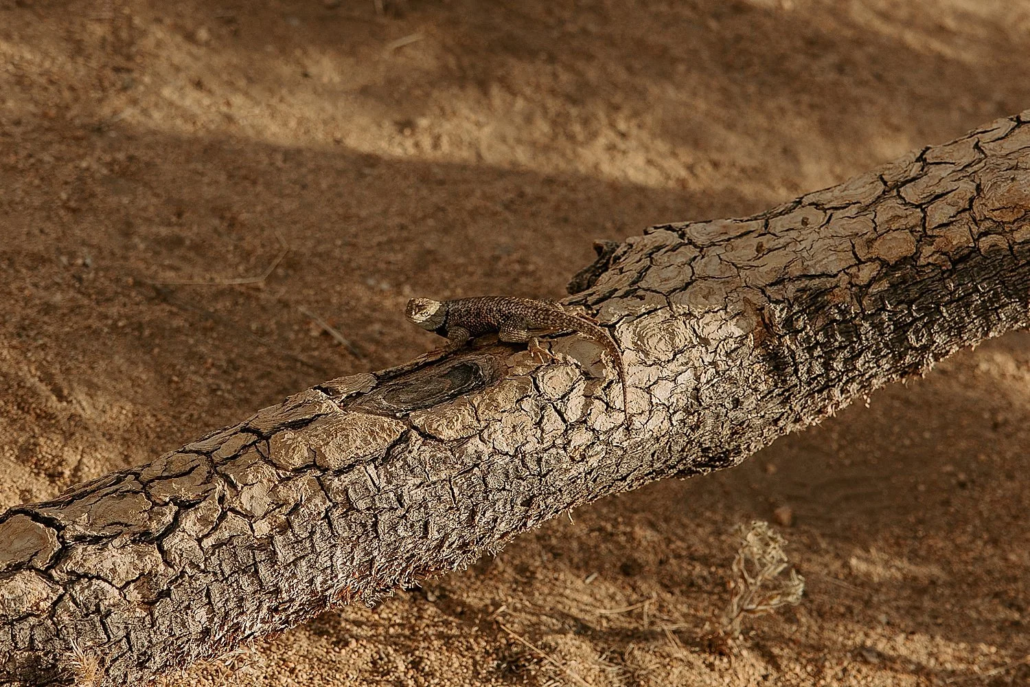 Wild lizard in the desert on a Joshua Tree skeleton.
