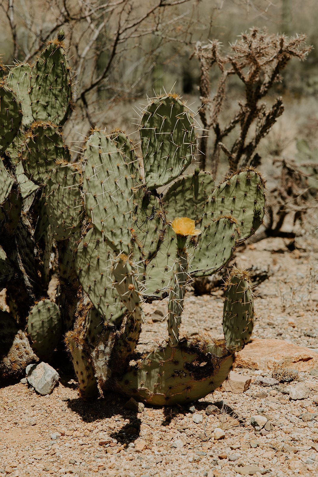 saguaro-national-park-6_websize.jpg