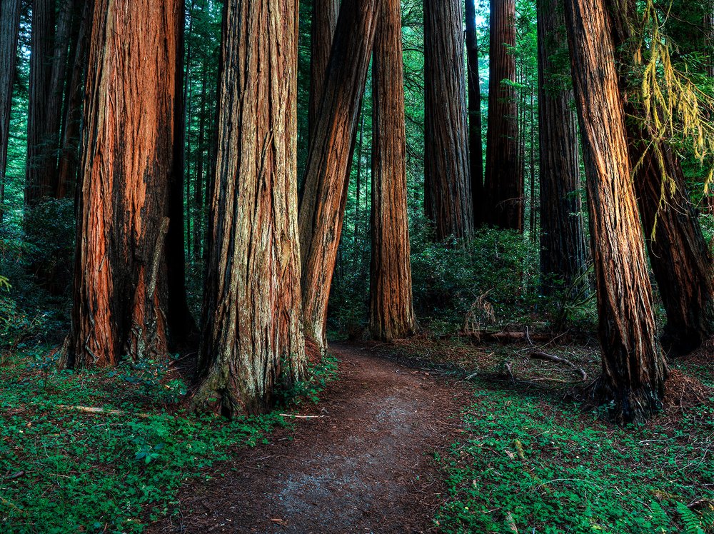 Humboldt Redwoods State Park