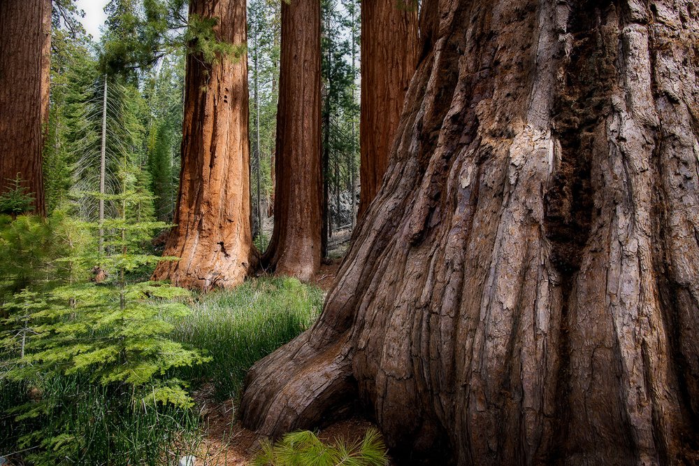 Yosemite National Park