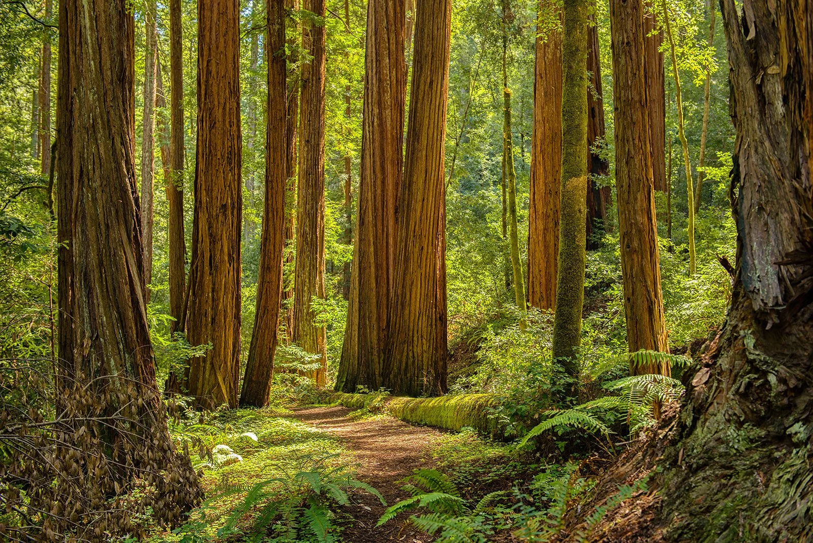 Big Basin Redwoods State Park