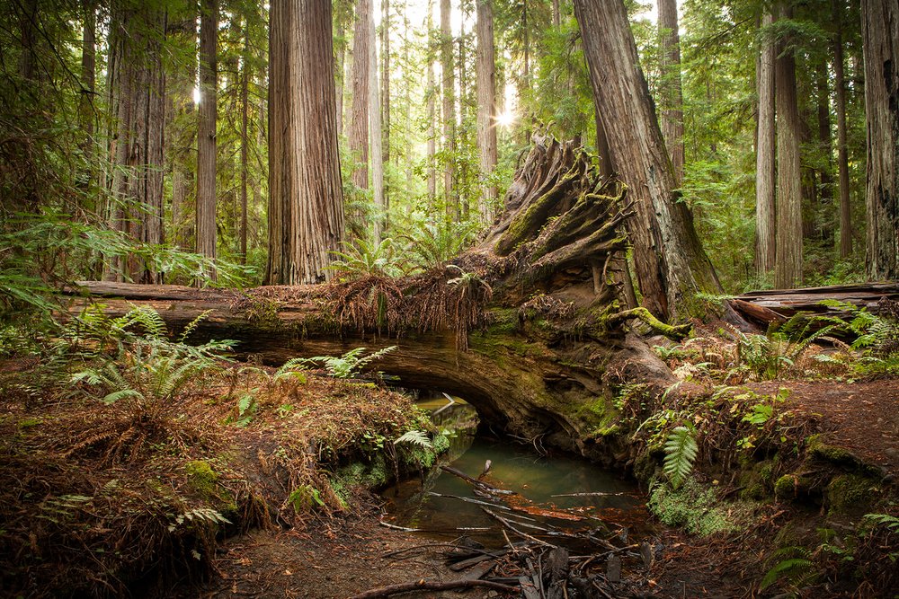 Montgomery Woods State Natural Reserve
