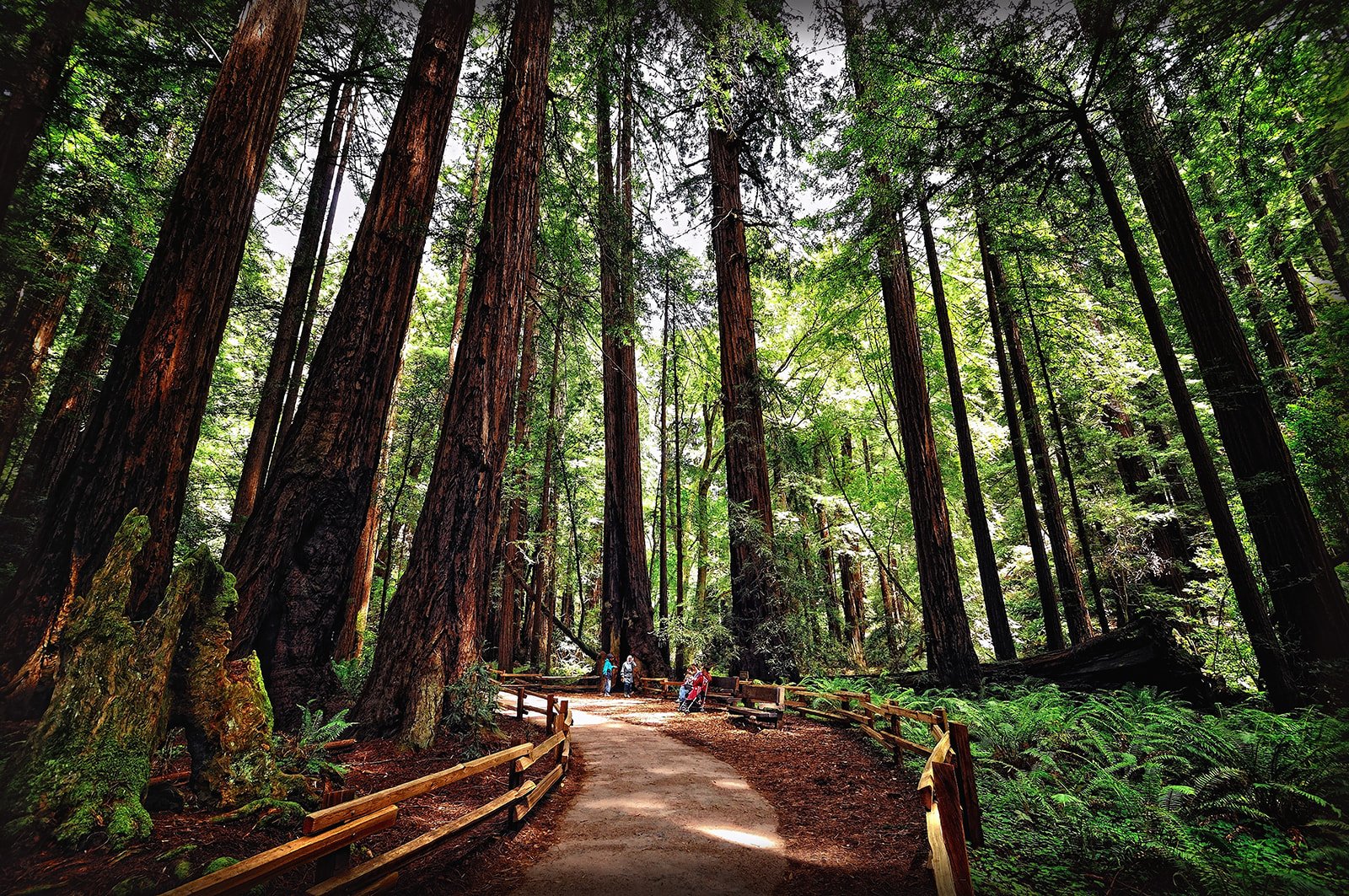 Muir Woods National Monument