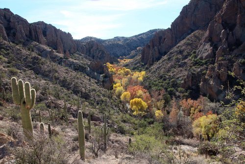 Redfield Canyon Wilderness
