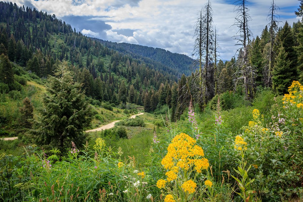 Boise National Forest