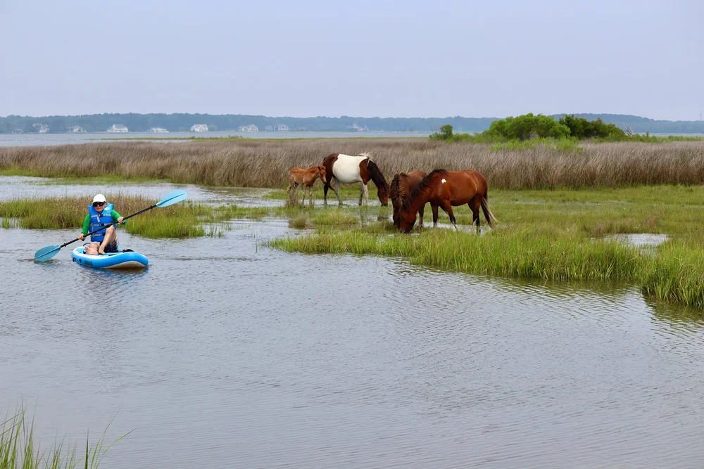 Assateague National Seashore