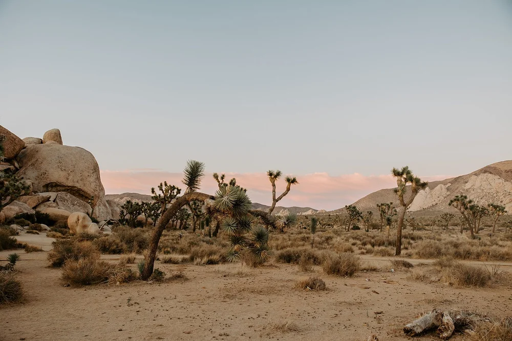 Joshua Tree National Park