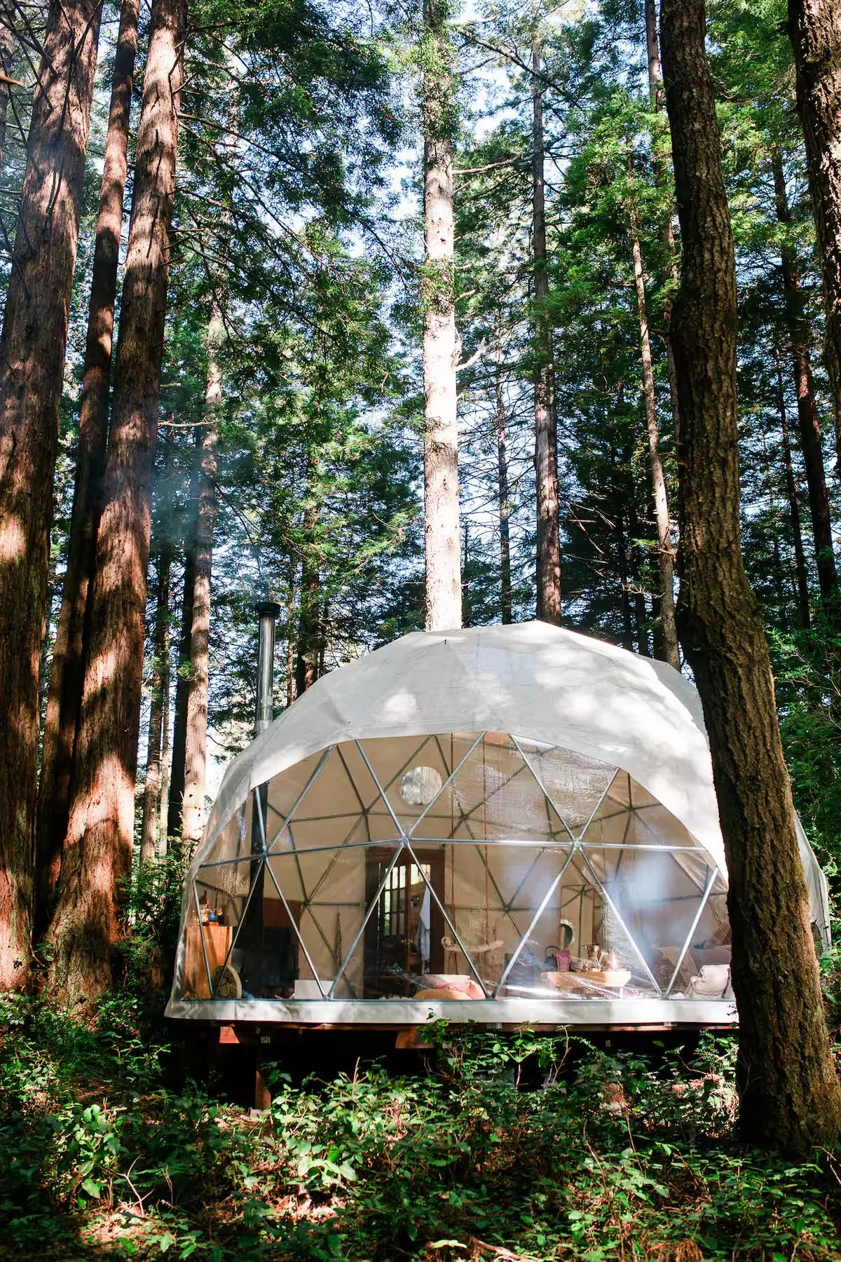 Dome in the Redwoods