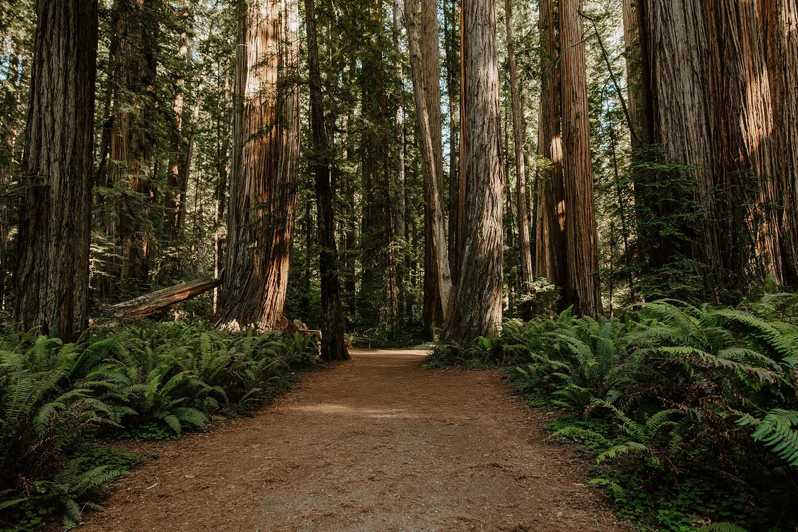 Redwoods State &amp; National Parks
