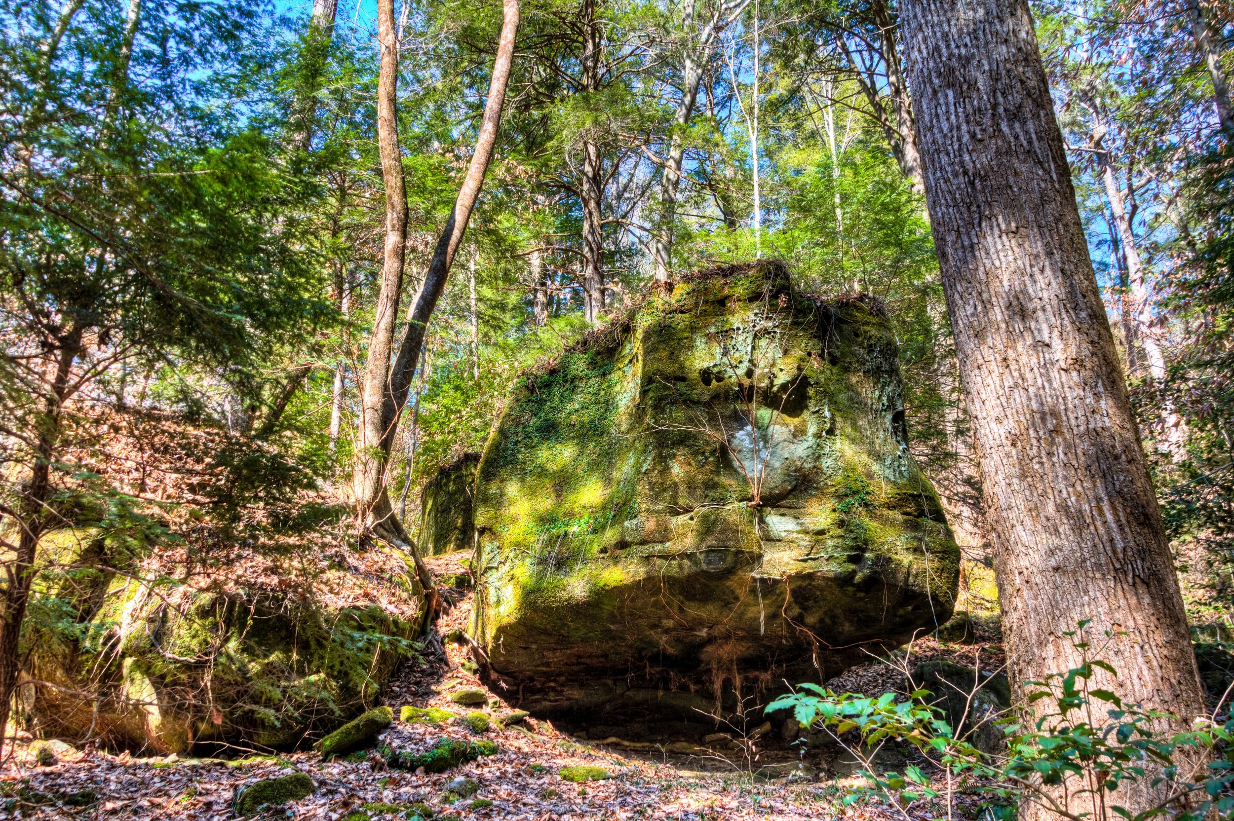 Sipsey Wilderness.jpg