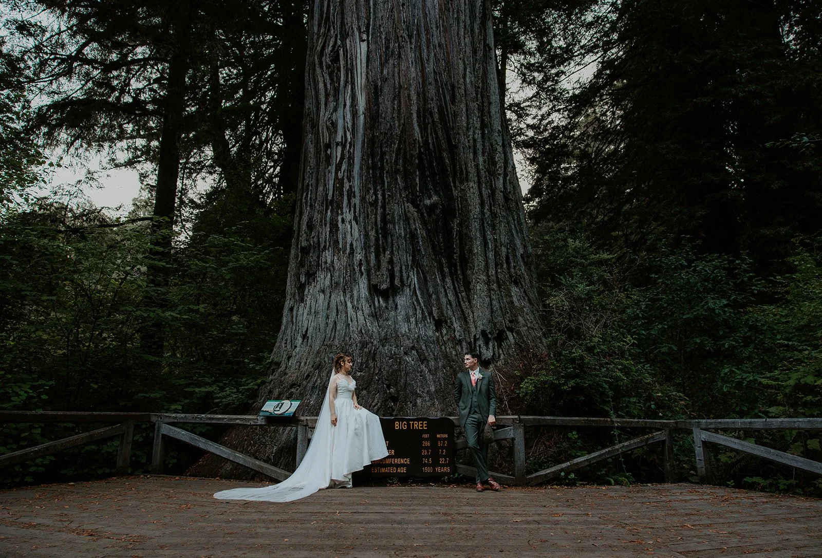 Elopement couple at the Big Tree in Prairie Creek Redwoods State Park — a 1500-year-old coastal redwood — during their California redwoods elopement, September