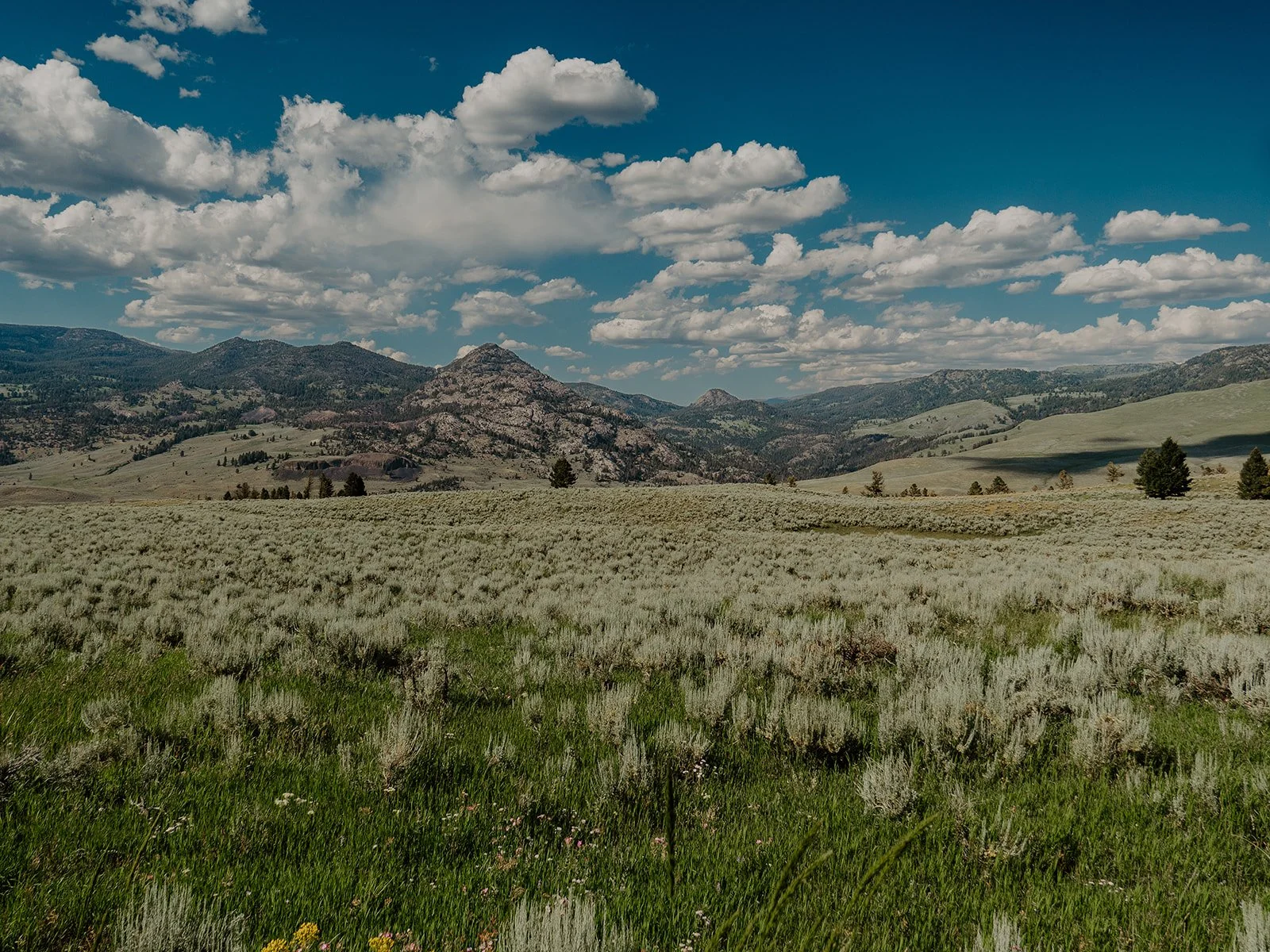 Rolling sagebrush valley and distant mountains viewed from Grand Loop Road in Yellowstone National Park.