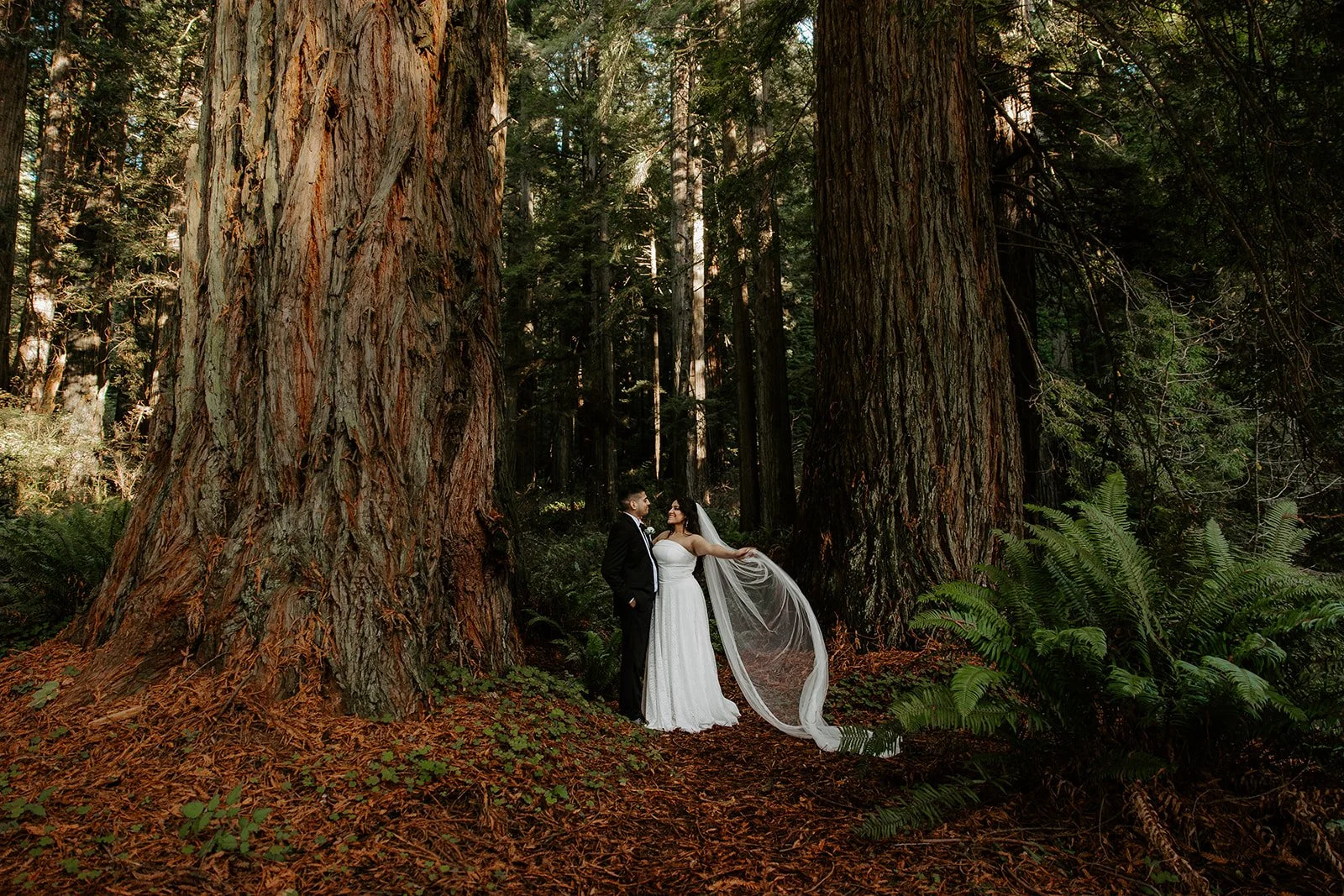 Bride and groom standing between two towering old-growth coastal redwood trunks in Organ Donors Grove, Jedediah Smith Redwoods State Park, veil flowing over fern-covered forest floor