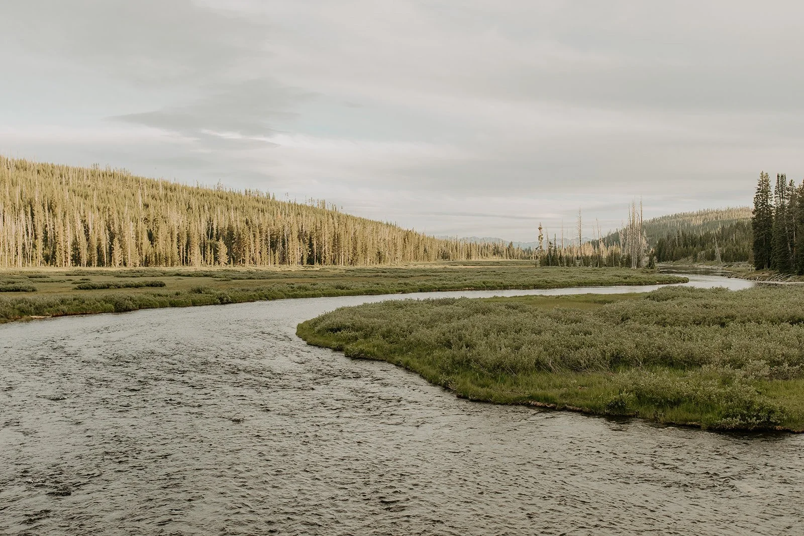 Lewis River winding through a wide valley of pine forest and meadow in Yellowstone National Park.
