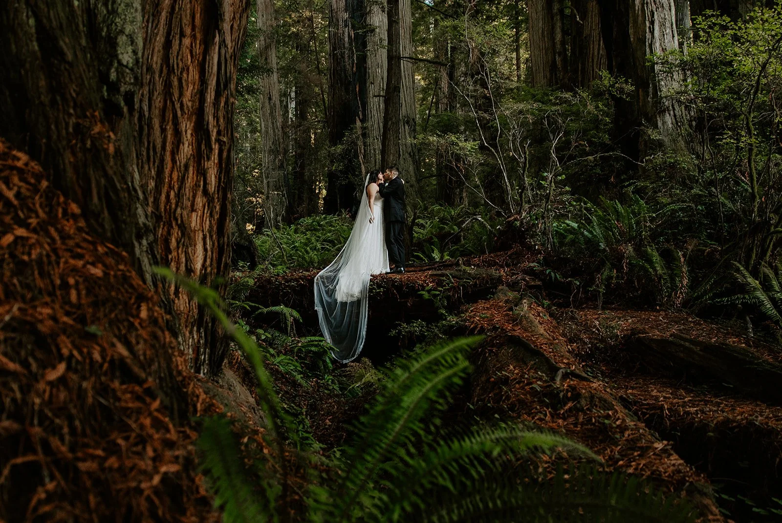 Bride and groom kissing on a fallen log surrounded by ferns in Organ Donors Grove, Henry Cowell Redwoods State Park, California