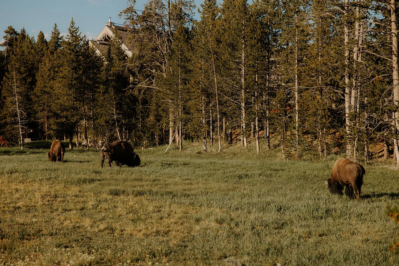 Bison grazing in a meadow near Canyon Village in Yellowstone National Park.