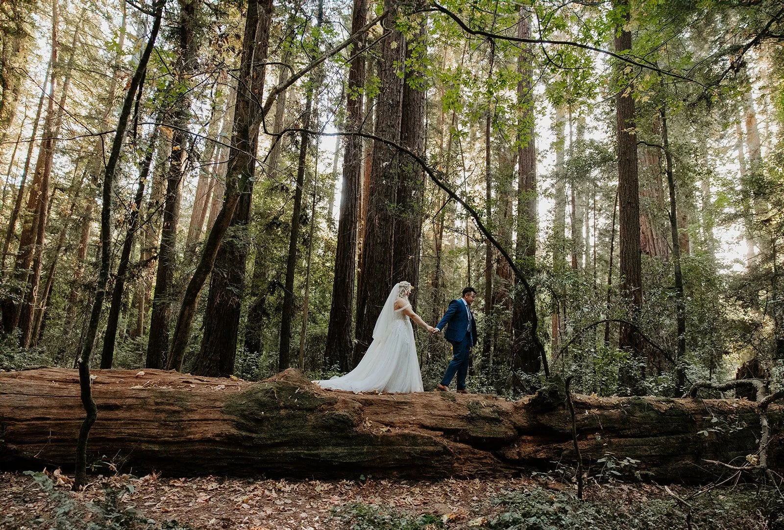 Newlyweds walking hand in hand along a massive fallen redwood log in the Redwood Grove, Henry Cowell Redwoods State Park, California