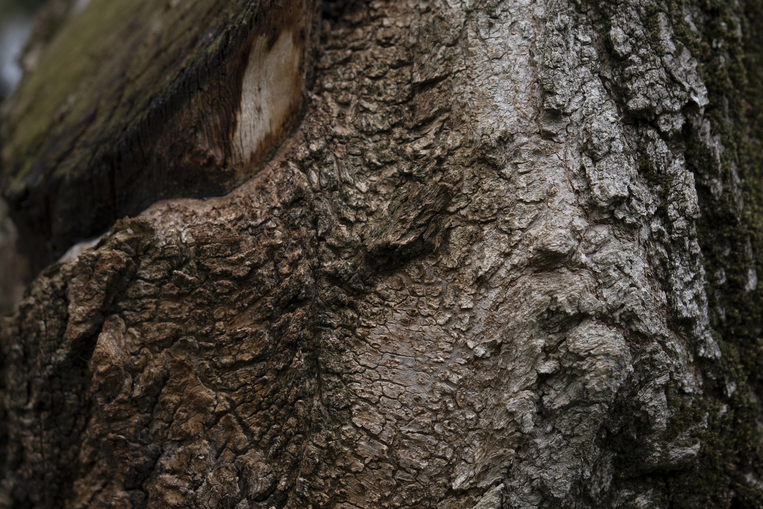 Nature XXXII