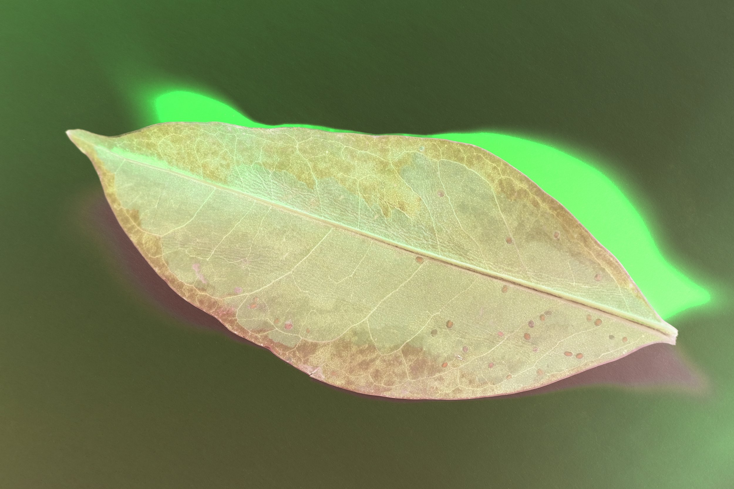 Leaves VII