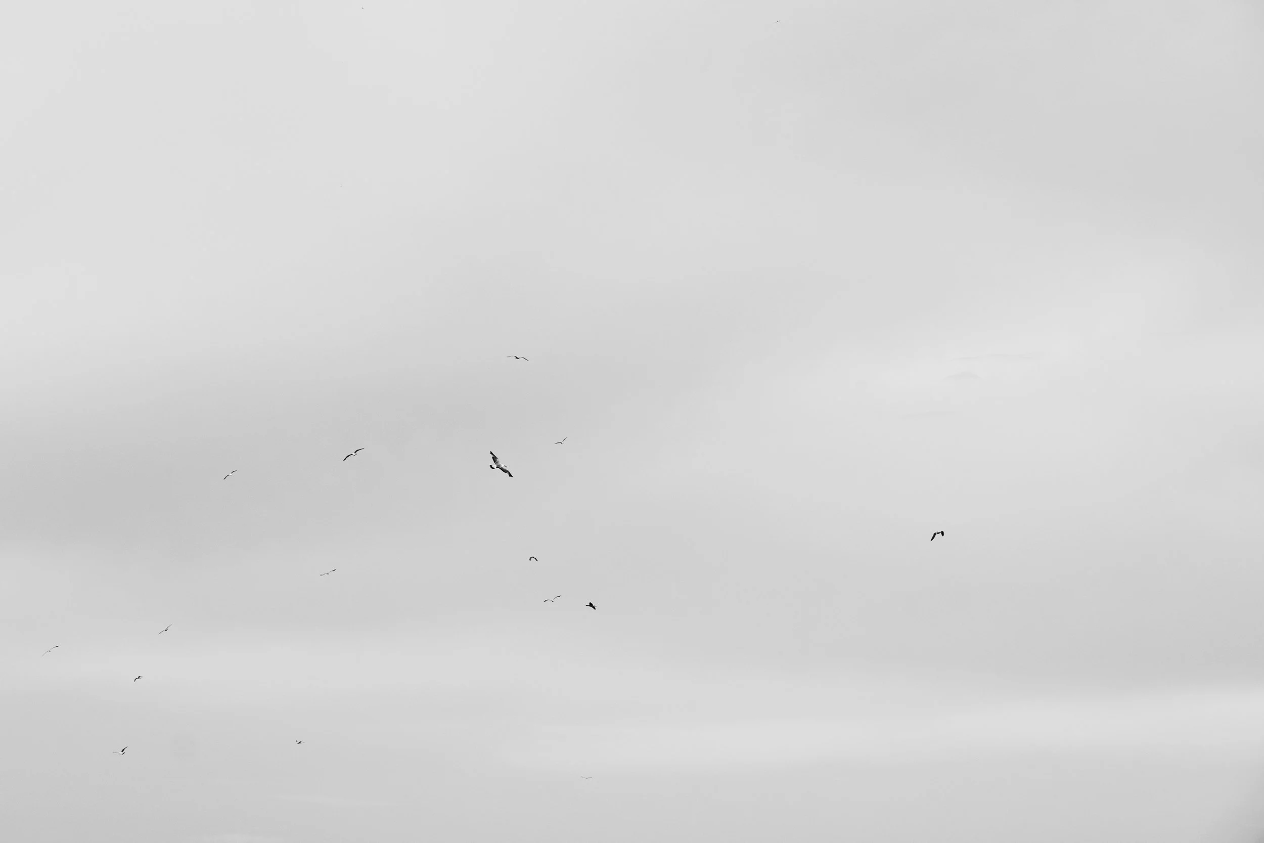 Birds VII
