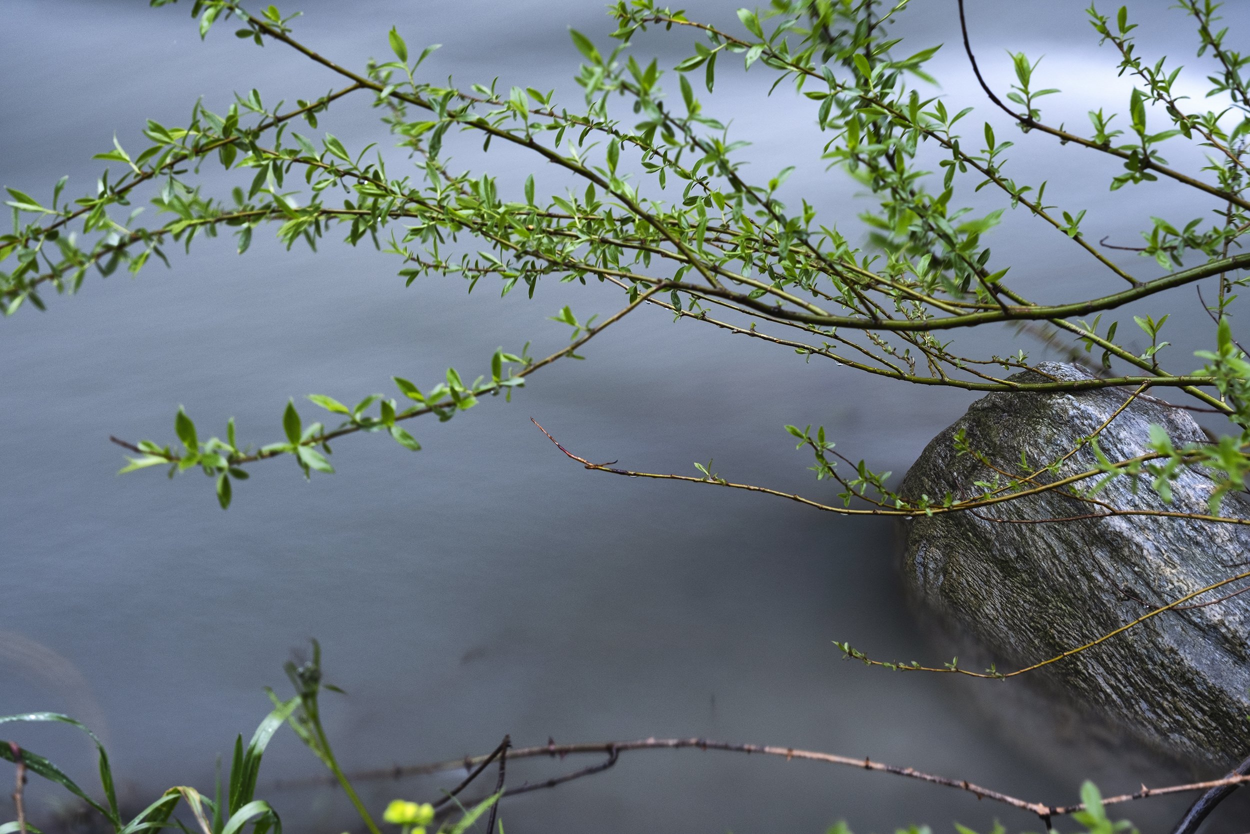 Nature VIII