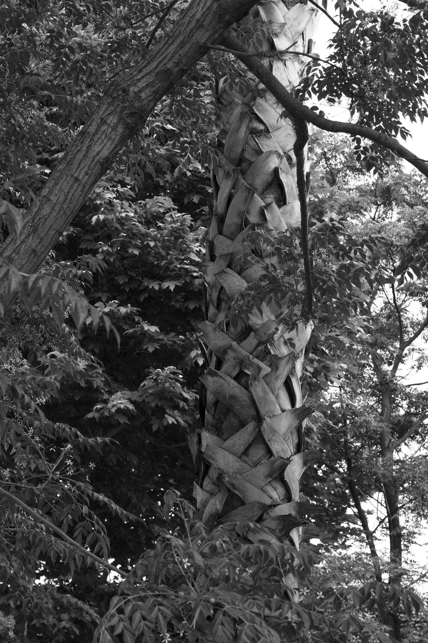 Nature XLIII