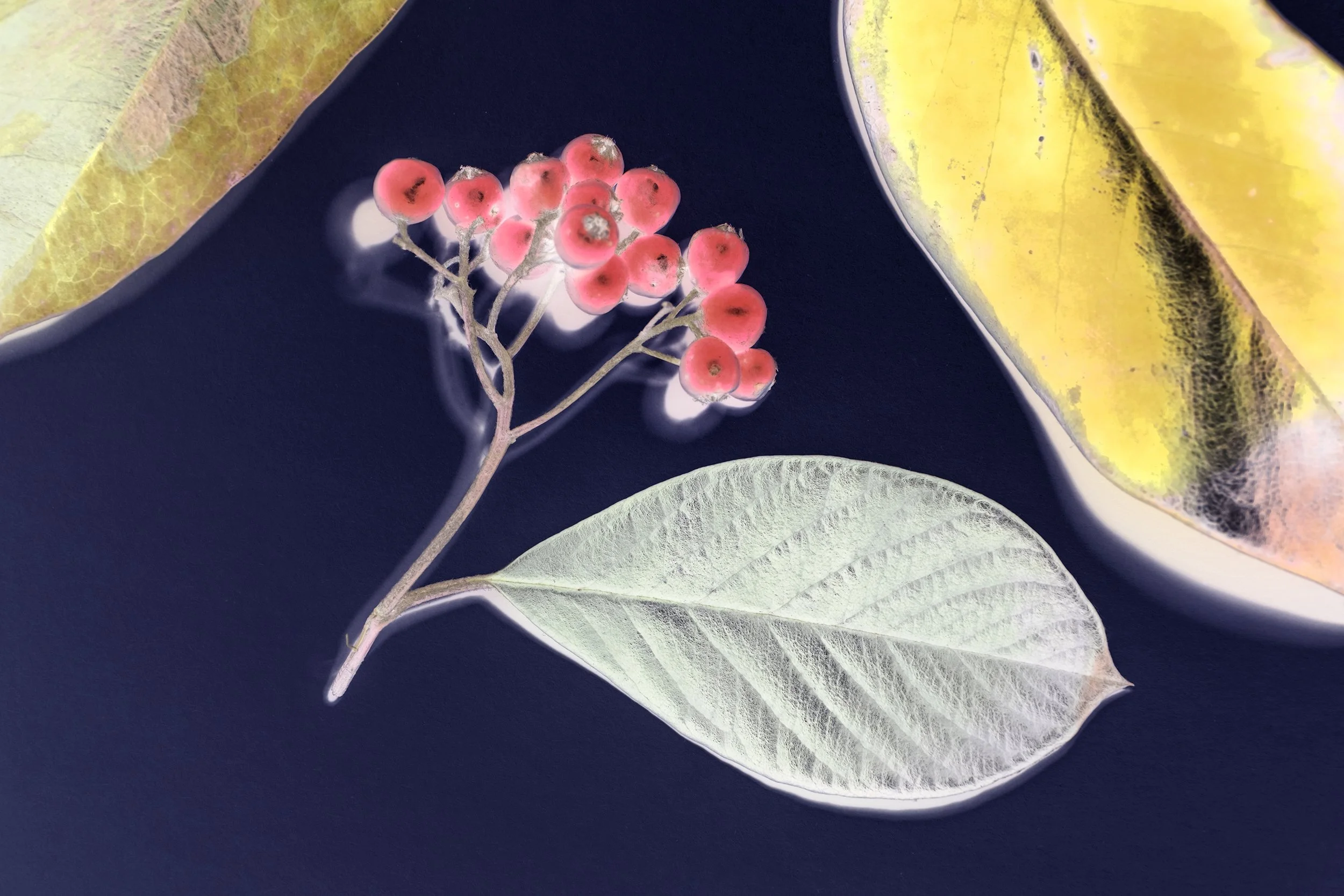 Leaves VI