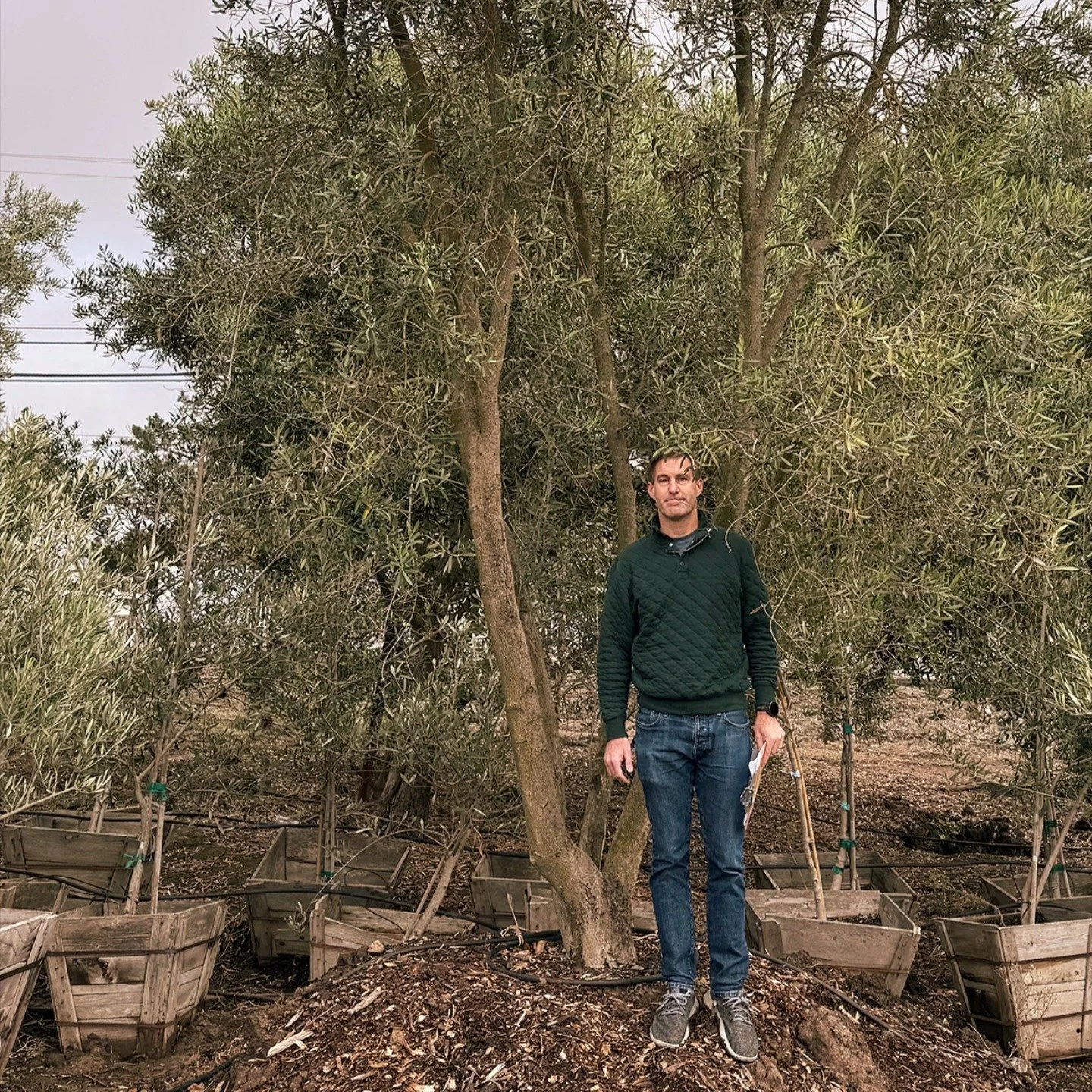 LVF Partner Mike Voelkel is out in California today tagging olive trees for a residential project. These trees are 40-50 years old, with some dating up to 150 year. We love how much character these ancient beauties contain - swipe to see the multi-st