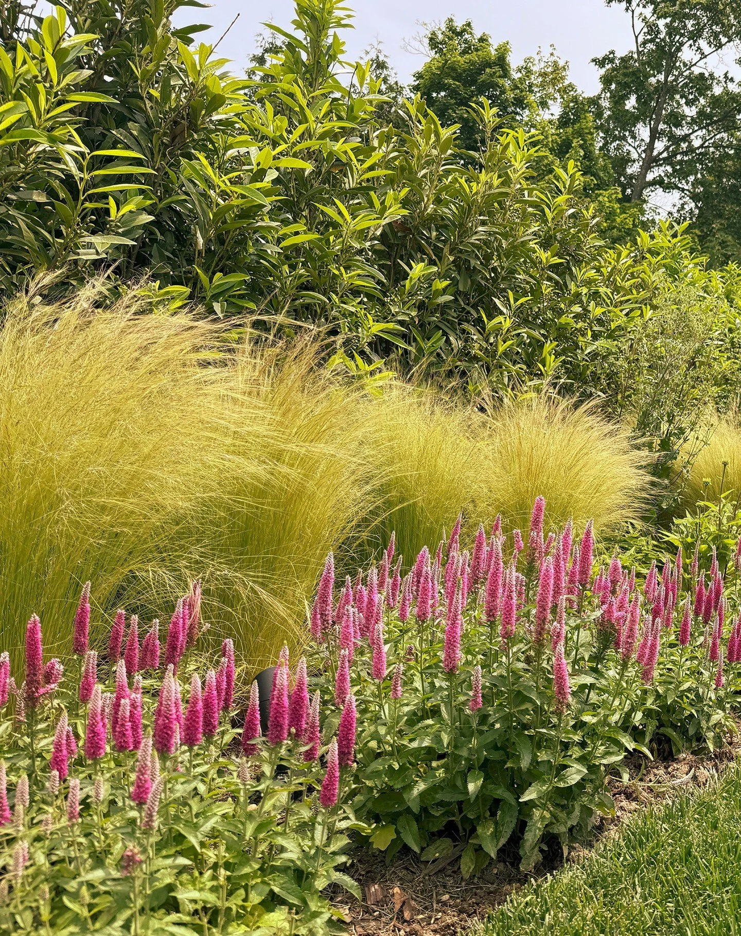 As June rolls along, we love to watch the planting fill in at our residential clients' gardens. Here we have a mix of Veronica spicata and Salvia nemorosa, set against a backdrop of Mexican Feather Grass and Sea Holly. We're looking forward to seeing