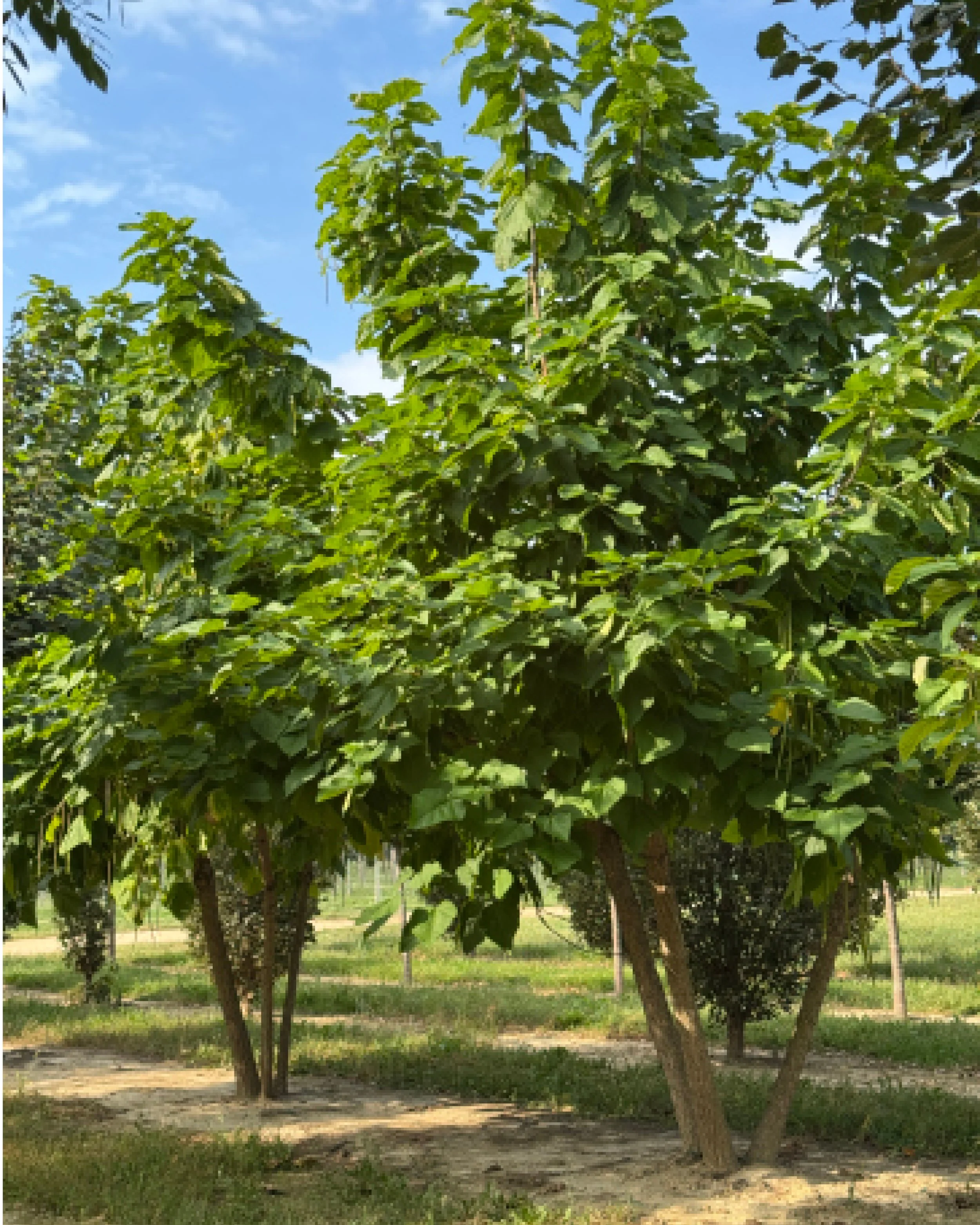 Every landscape architect loves a good tree-tagging day. 

One of the best parts of our job is waking up extra early, heading out to the nursery fields, and selecting the plants that will make their way from the care of amazing growers to our project