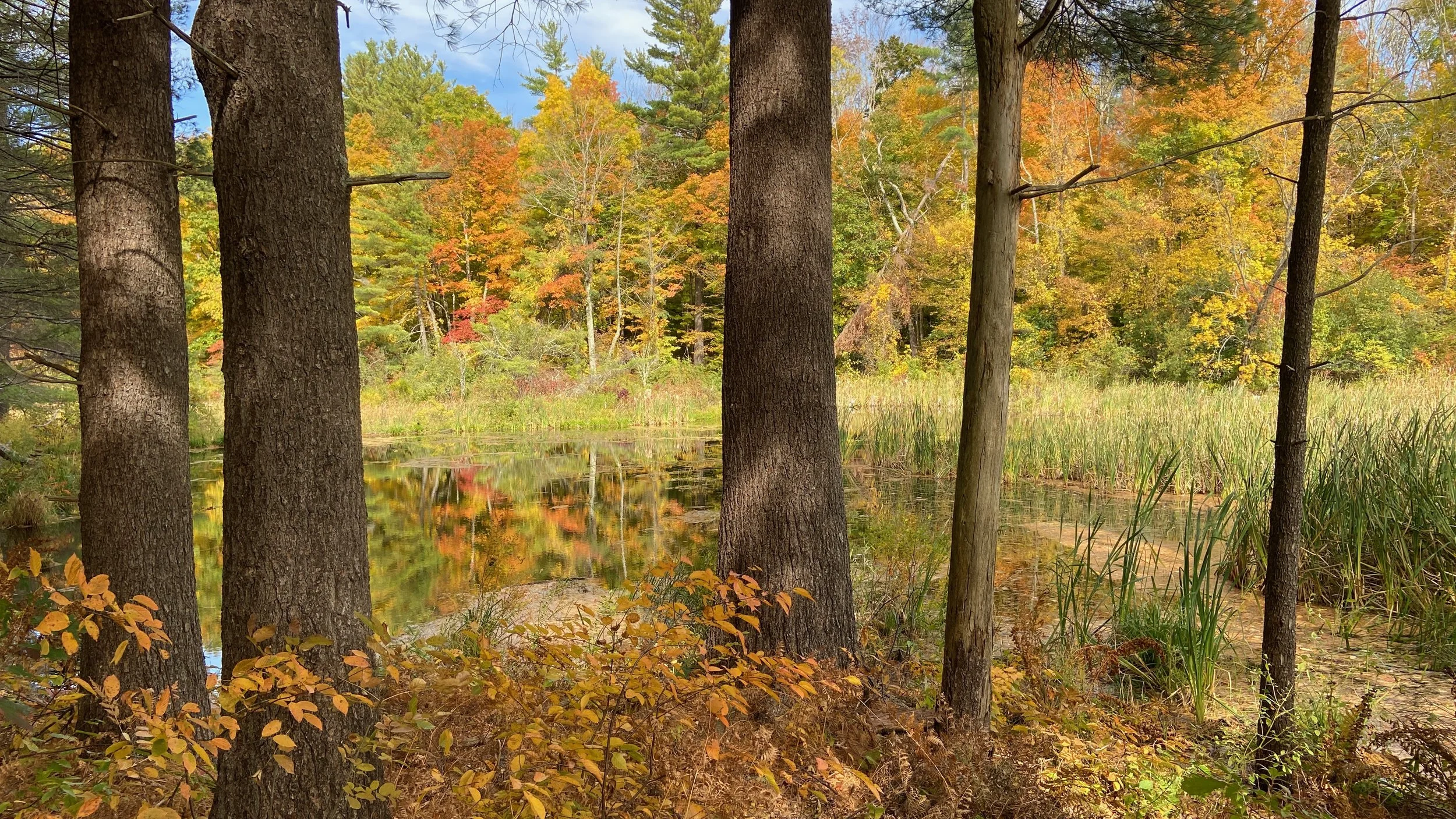 Steadying the Mind and Opening the Heart in the Midst of it All: A Silent Mindfulness Meditation Retreat