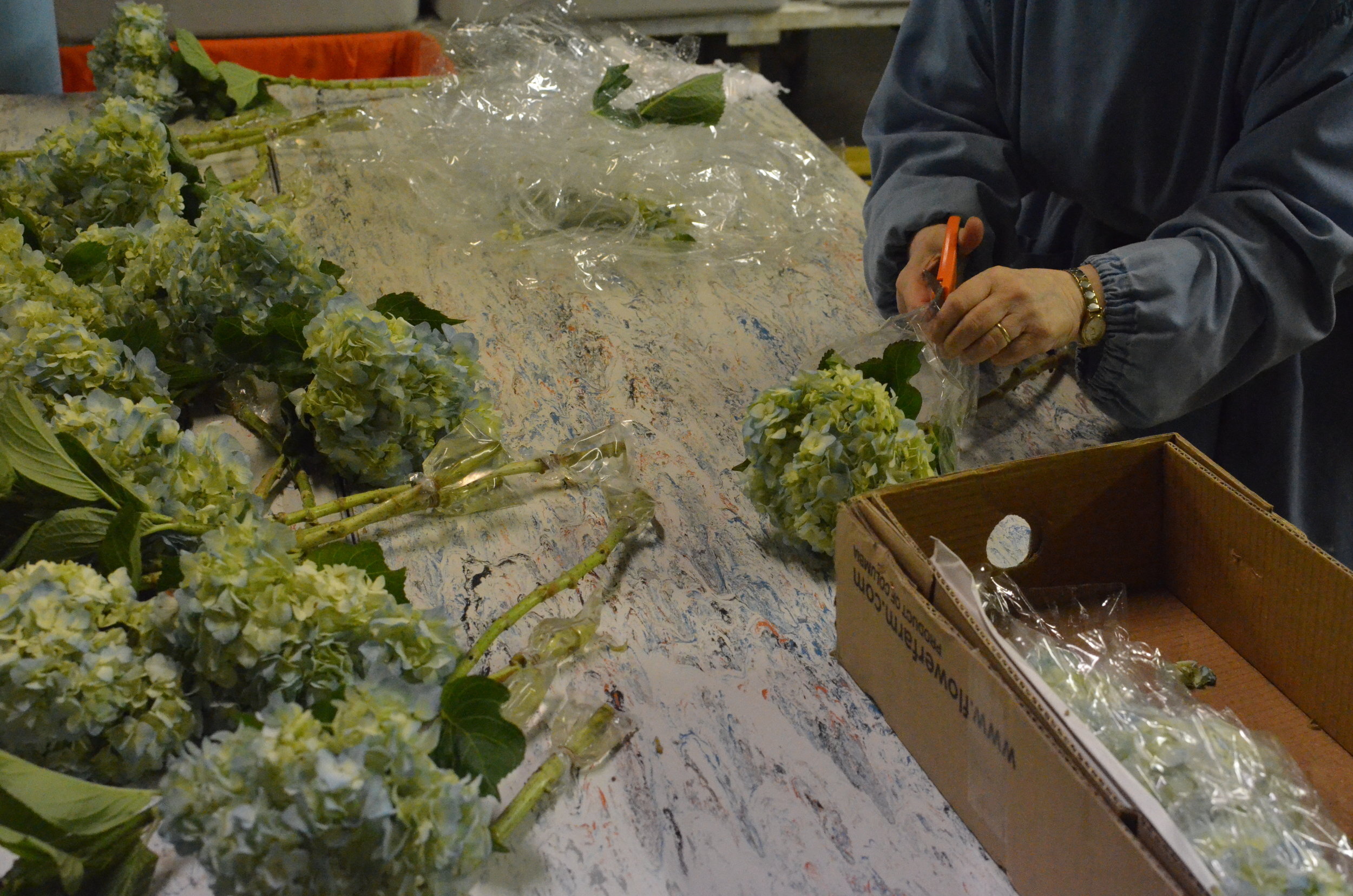 Sr. Denise Marie arranged hydrangeas for the tables