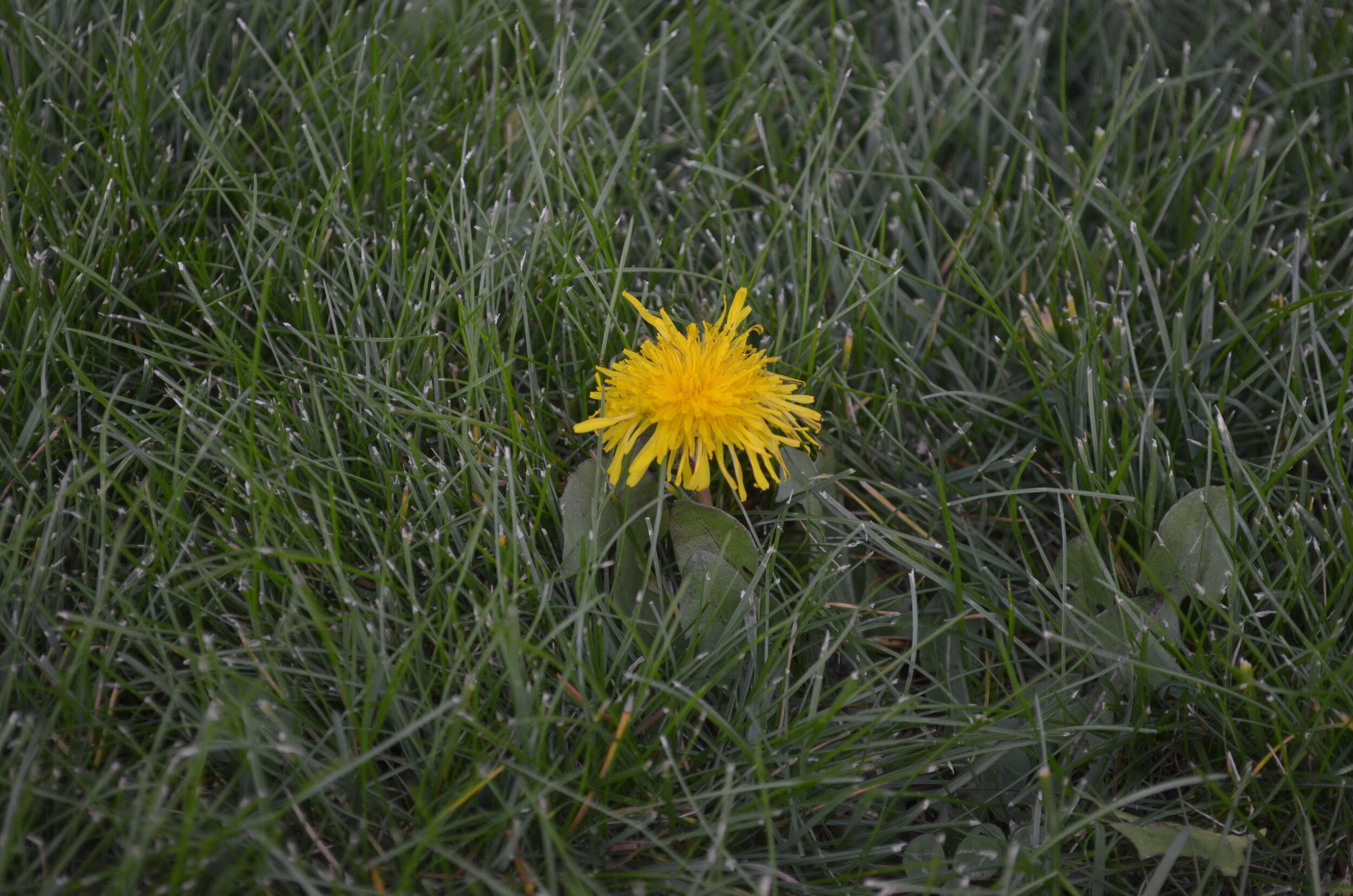 Dandelion flower