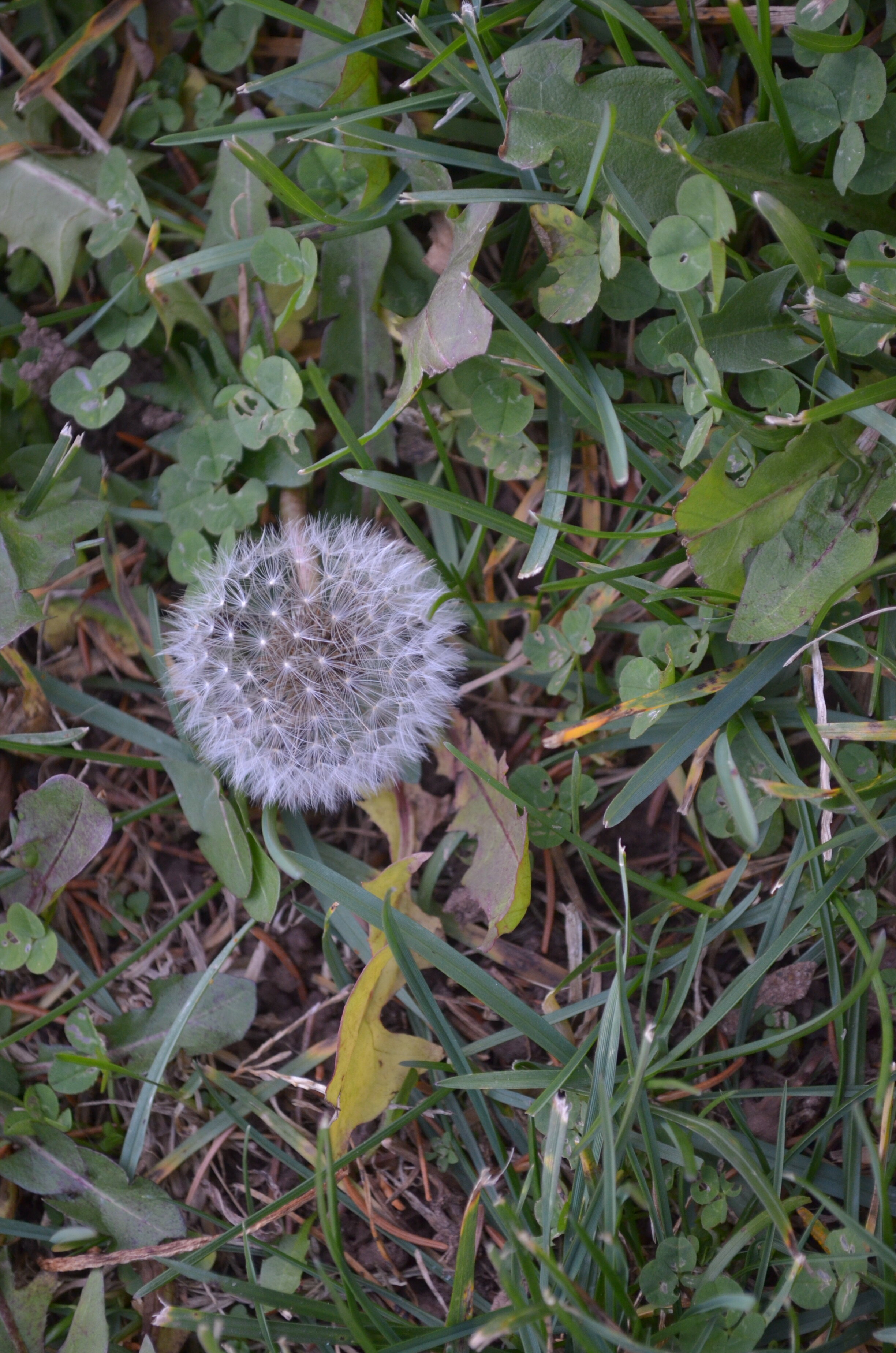 Dandelion seed head