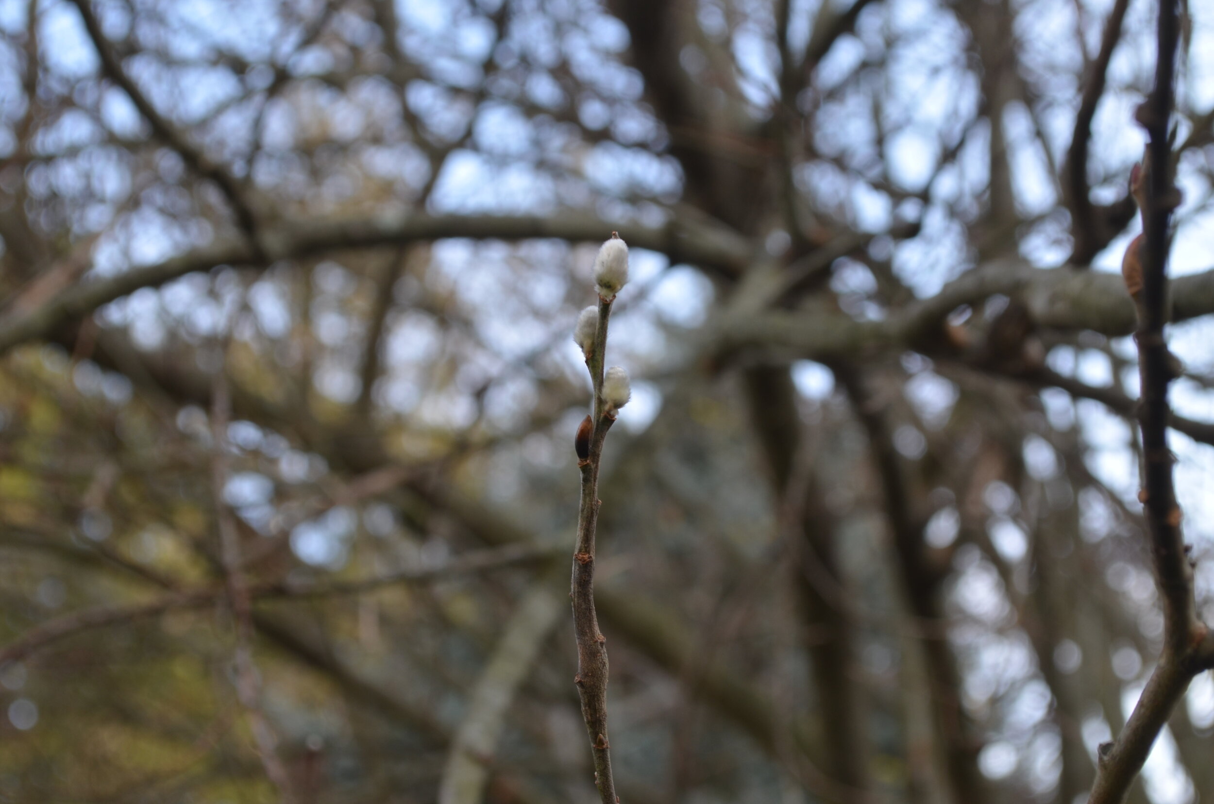 Pussy Willow